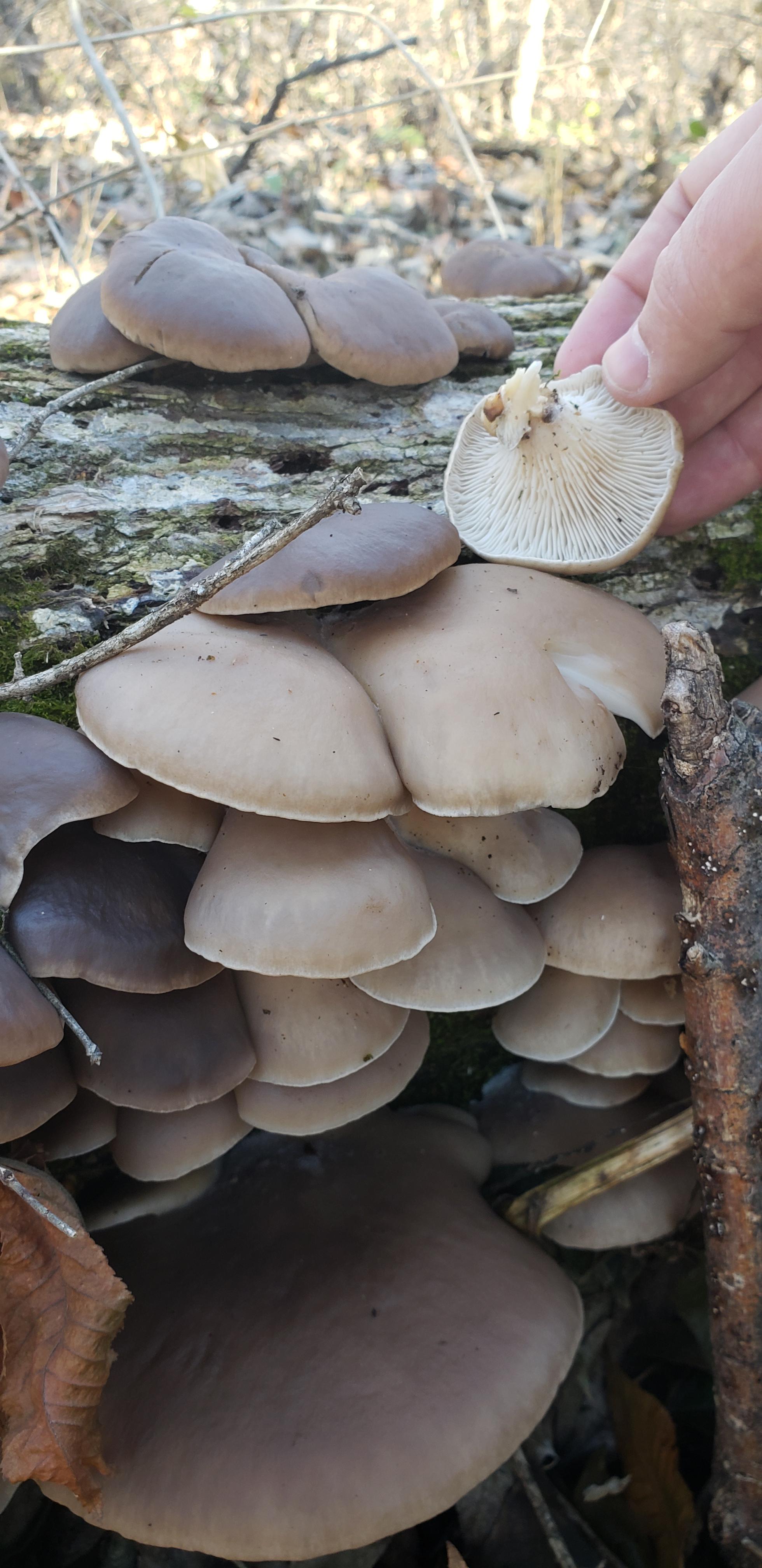 Are these edible oyster mushrooms? Located today in Missouri. r/mycology