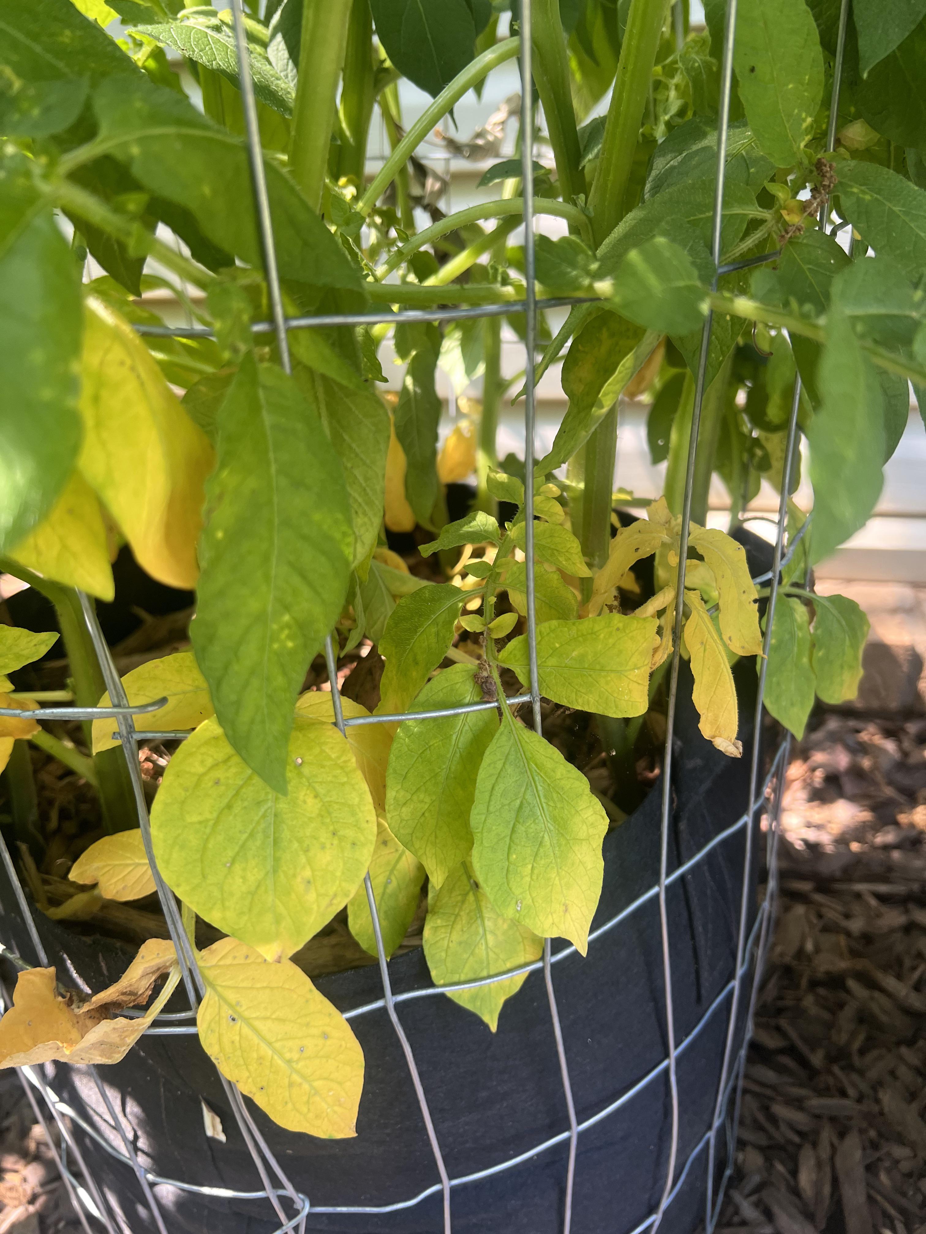 Anyone know why my potato plants are yellow around the bottom? r