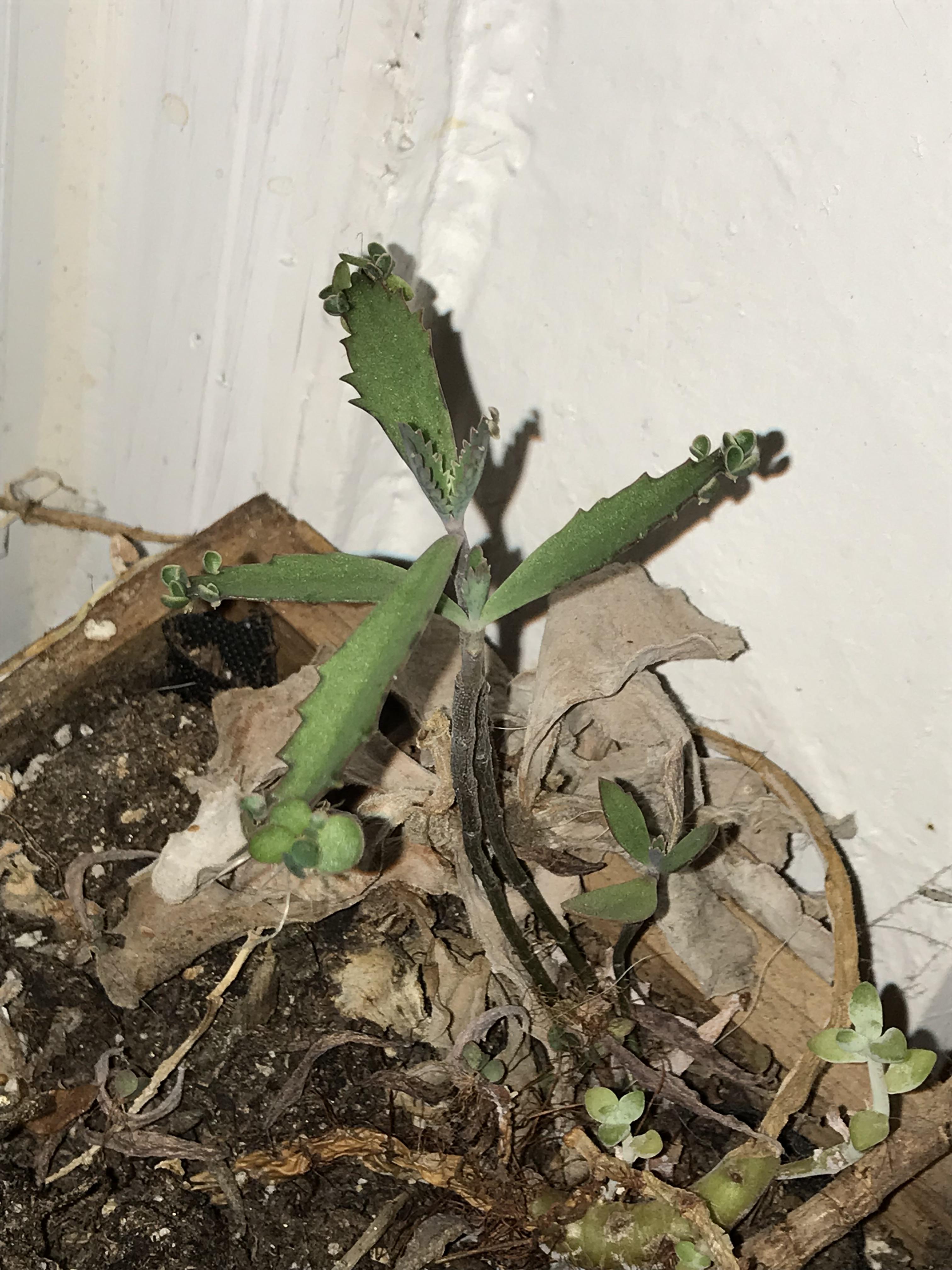 this etoliated kalanchoe at a client’s place is fighting so hard 😭 i