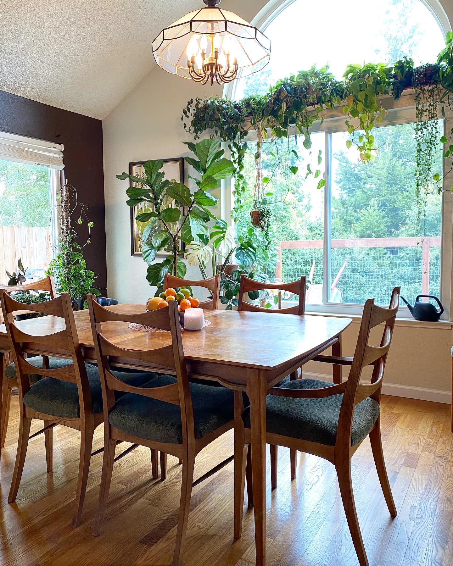 After seeing some pests it turned into a dining room plant cleanup and