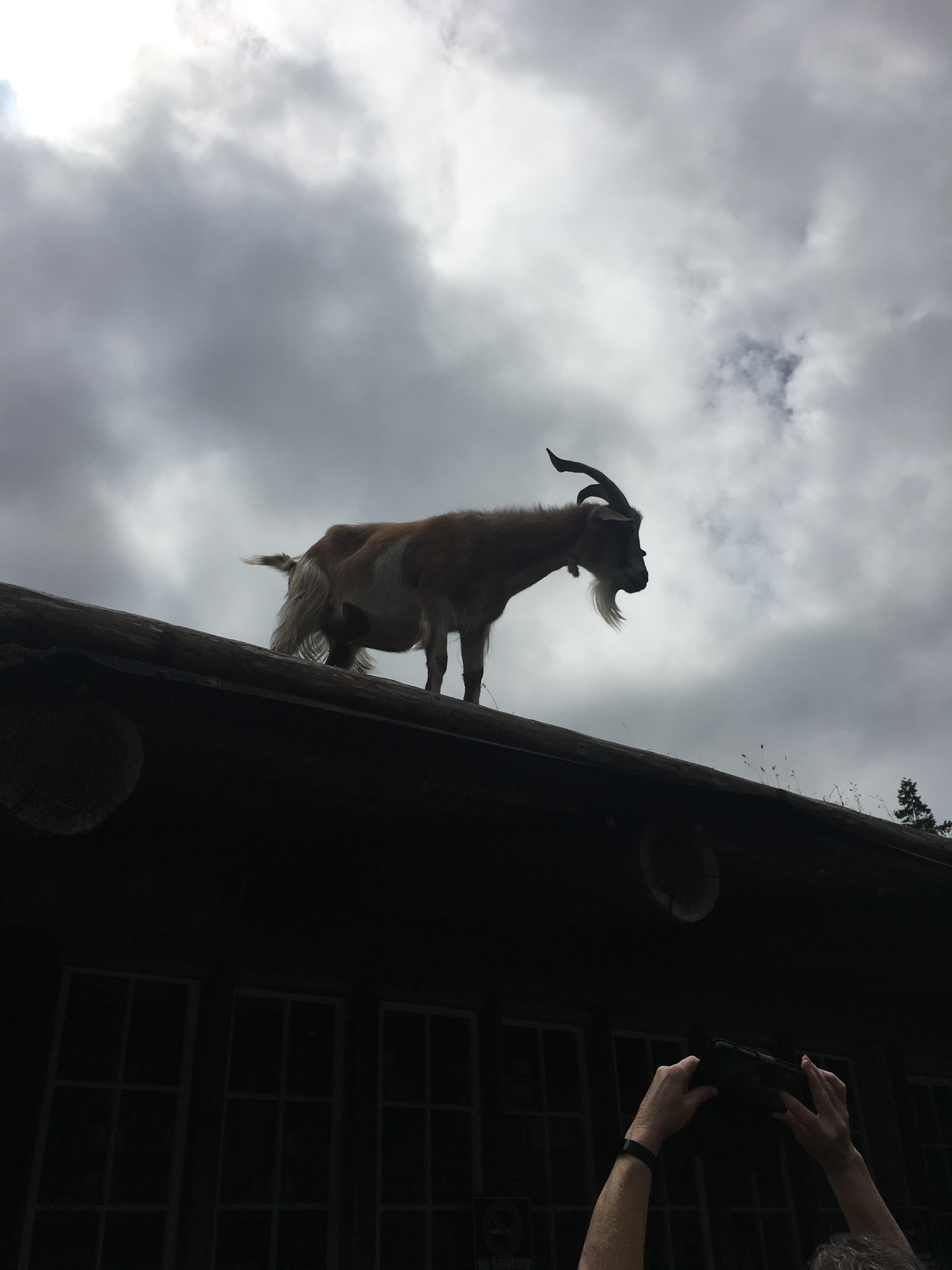 Goat on the roof of a restaurant on vancouver island