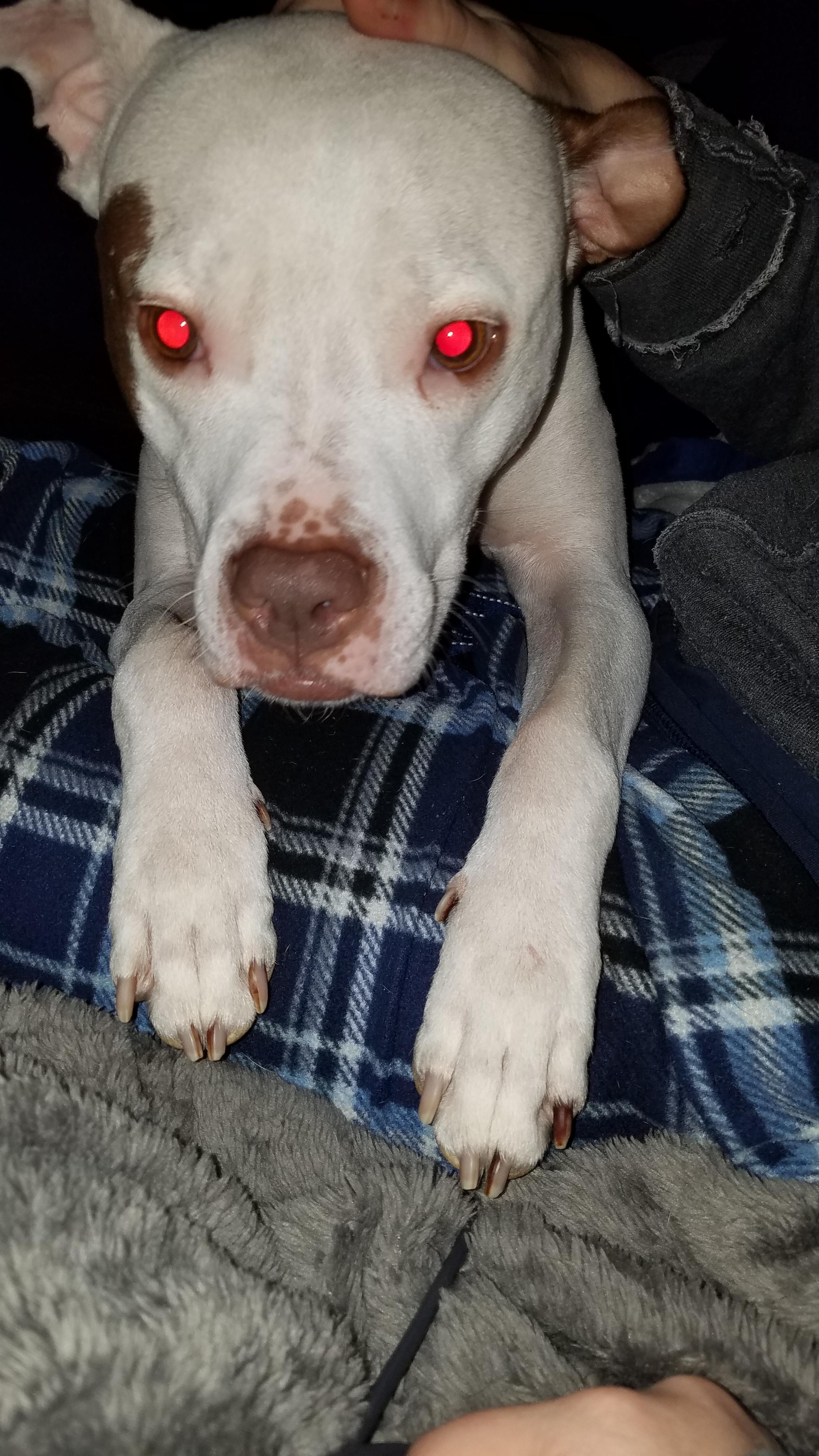 Real life Zuul r/pitbulls