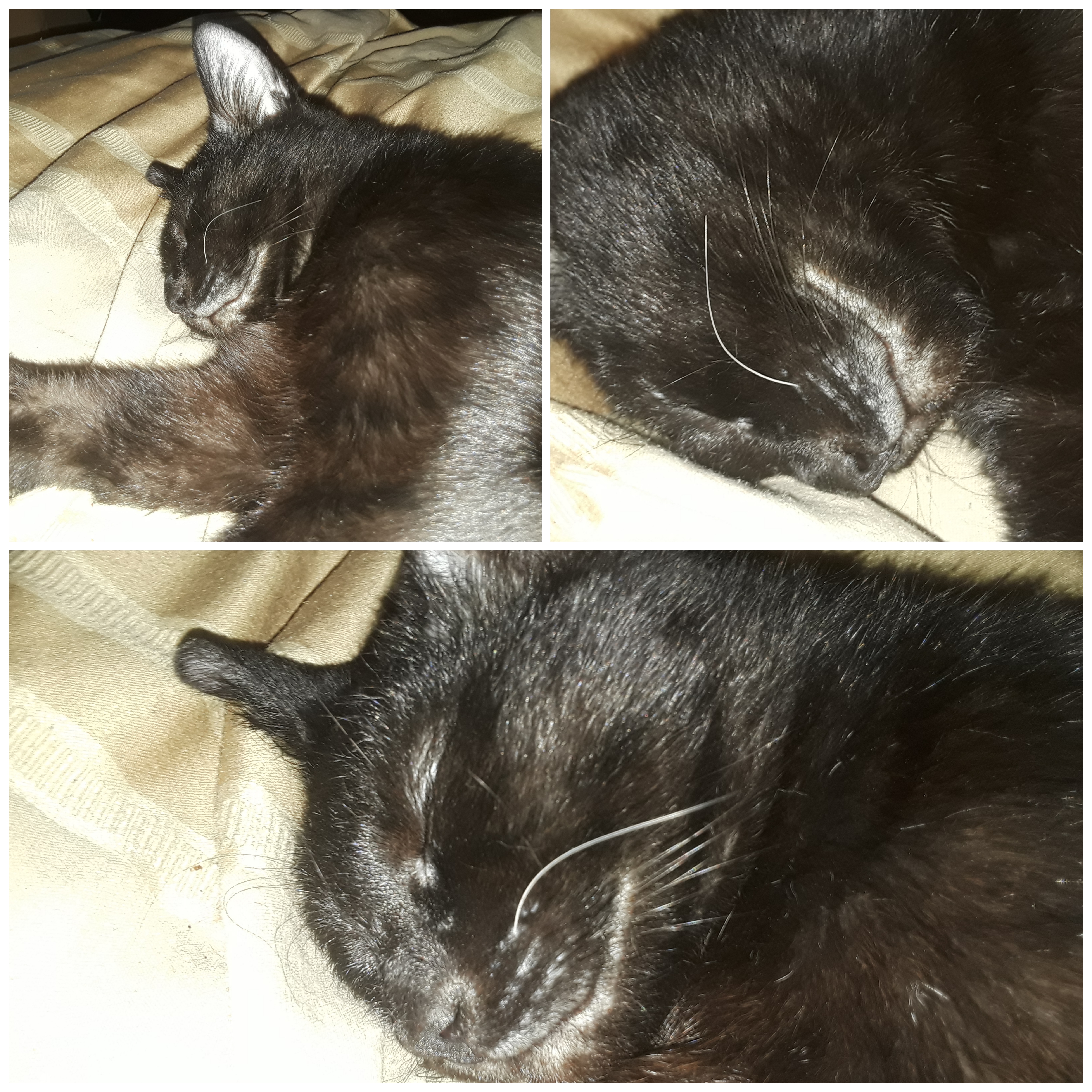 Cat Losing Hair Over Eyes Top Sellers, Get 58% Off, Www.honitonsac.co.uk