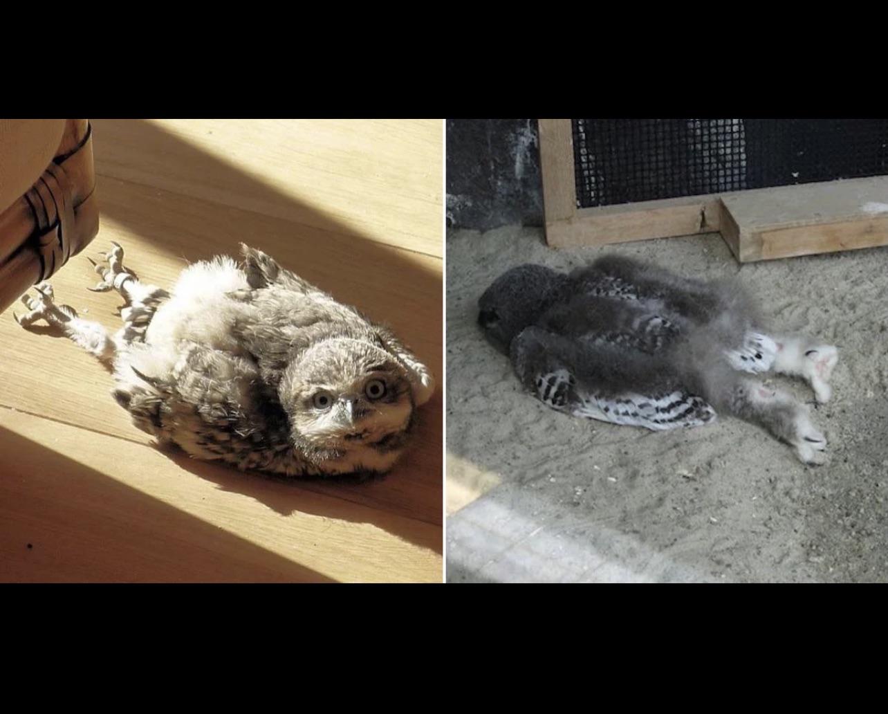Baby owls sleep like baby humans face down and a few hours at a time