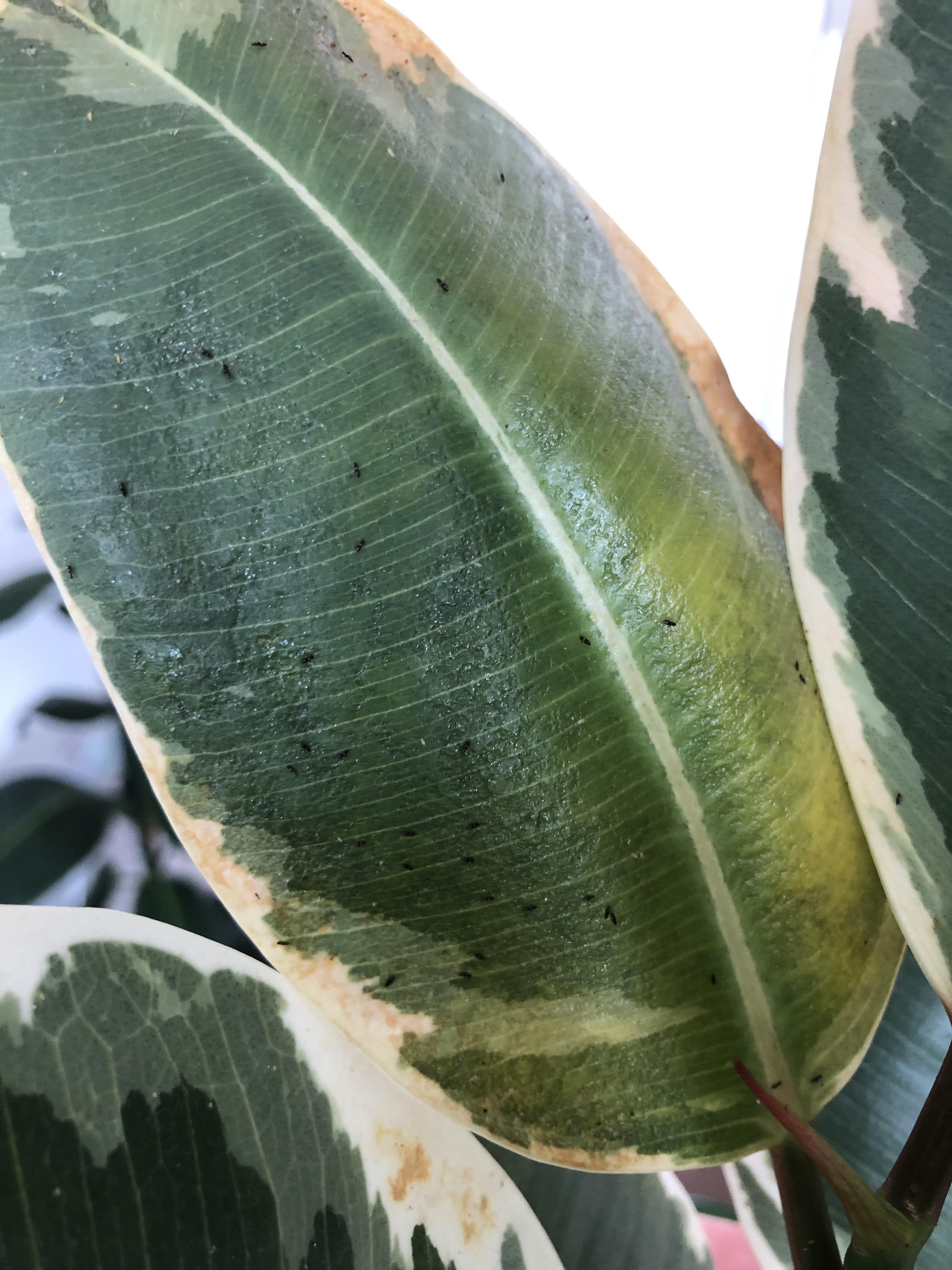 How to Fix Black Leaves on Plants Outdoor Expert Tips Farm City State