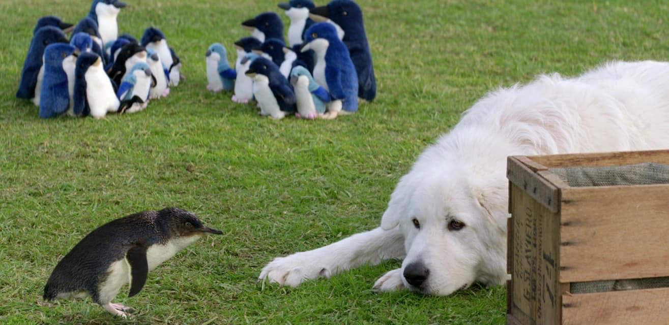 Meremma sheepdogs protect fairy penguins (and residents’ chickens) from