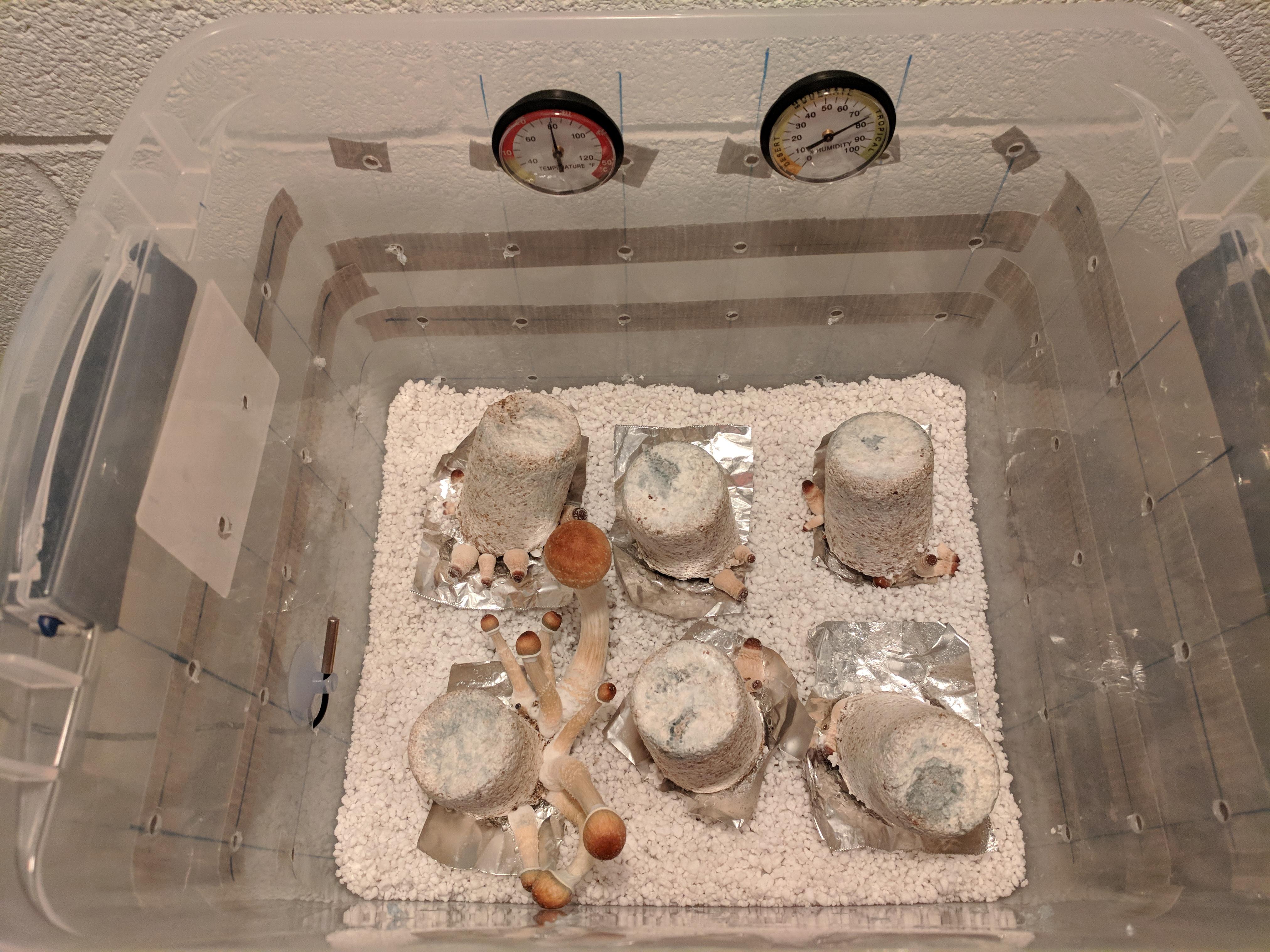 Second successful grow, PF Tek with Golden Teachers. r/shrooms