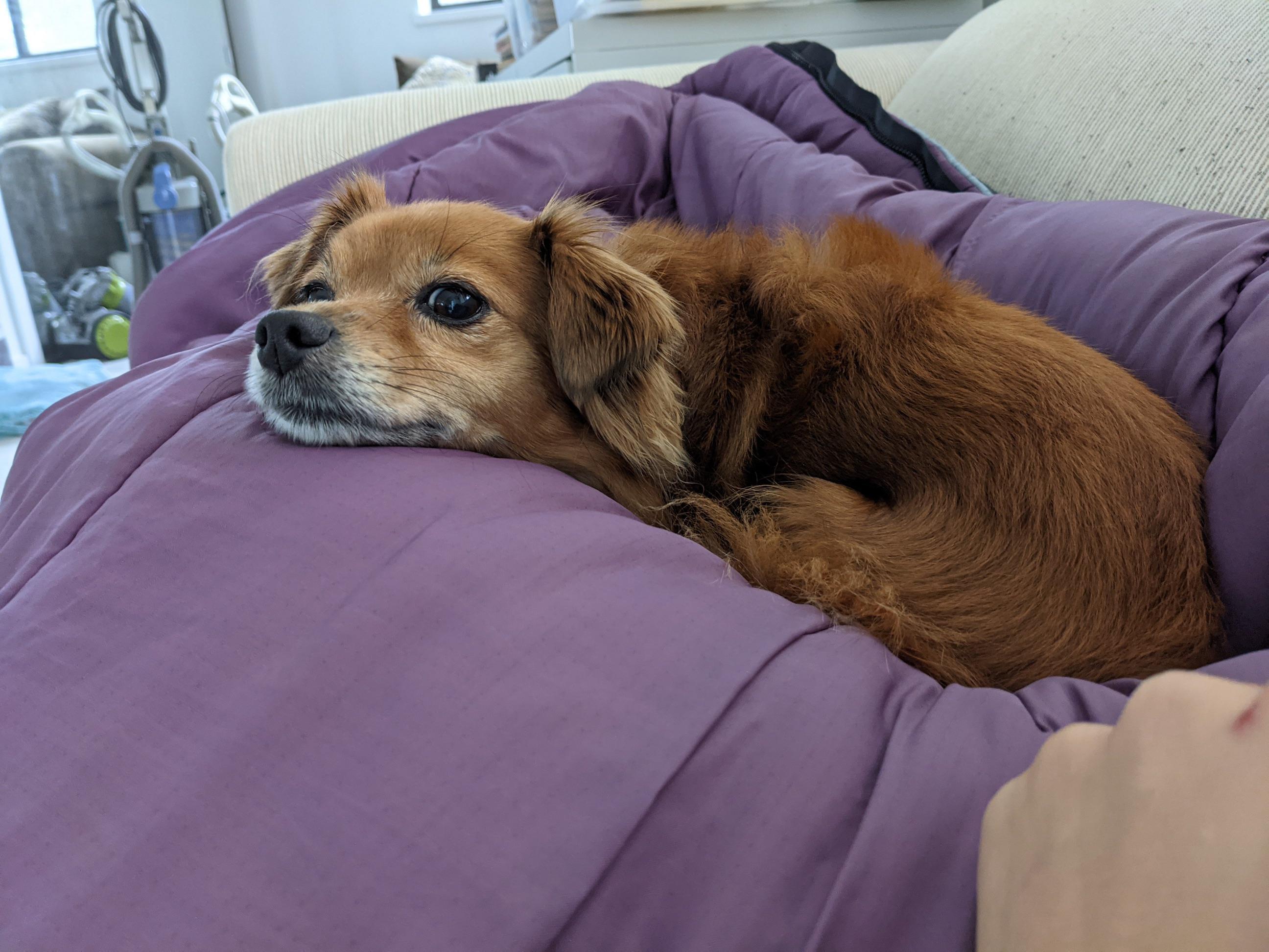 She’s been extra clingy lately r/ratterriers