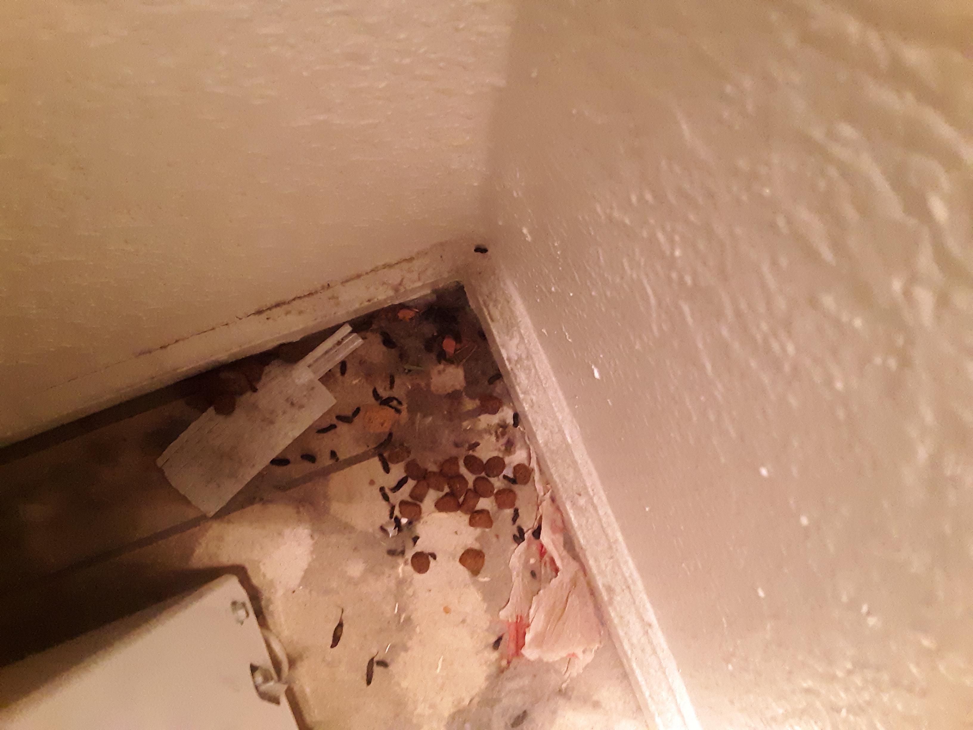 Does this look like the doings of rats/mice? That's dog food there too