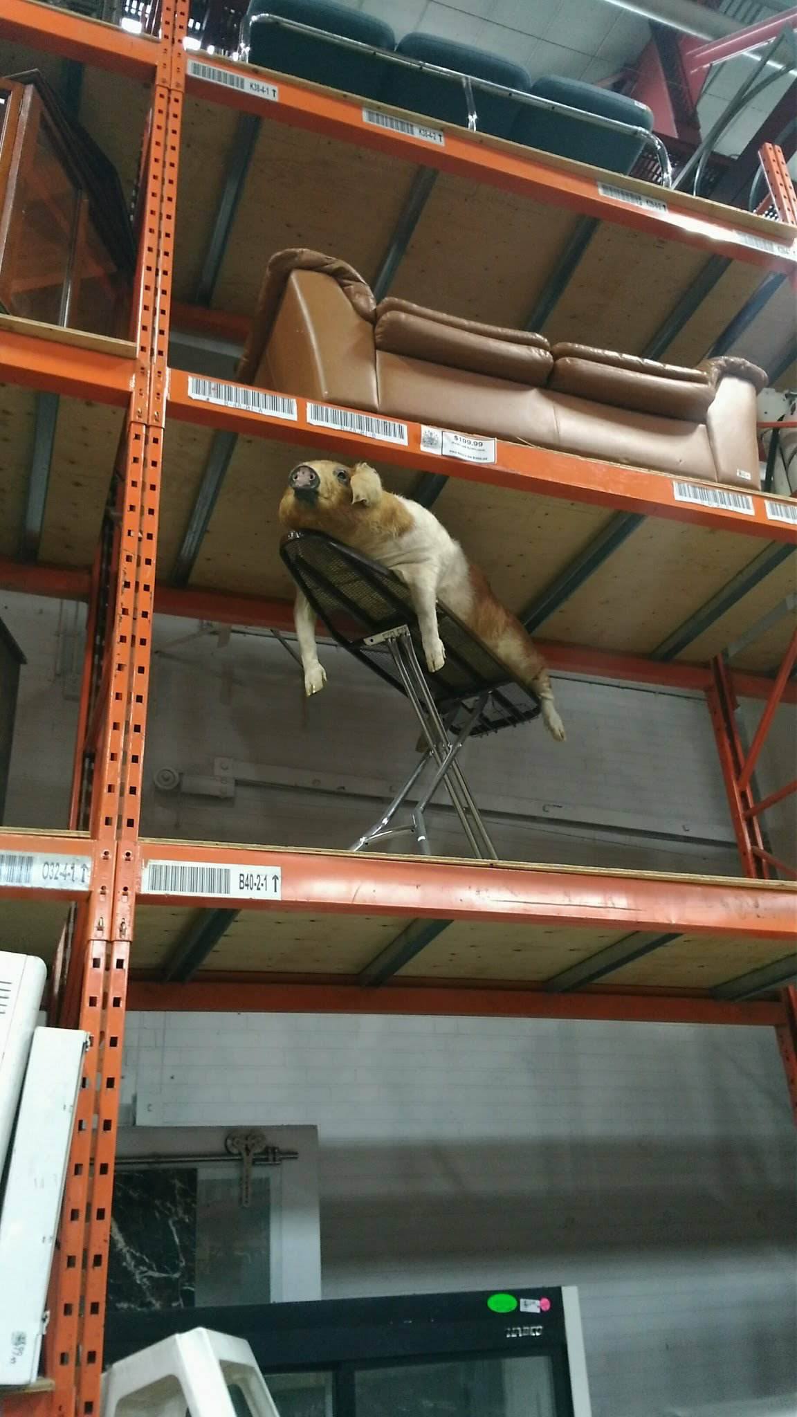 Shopping for some second hand couches when suddenly... r/WTF