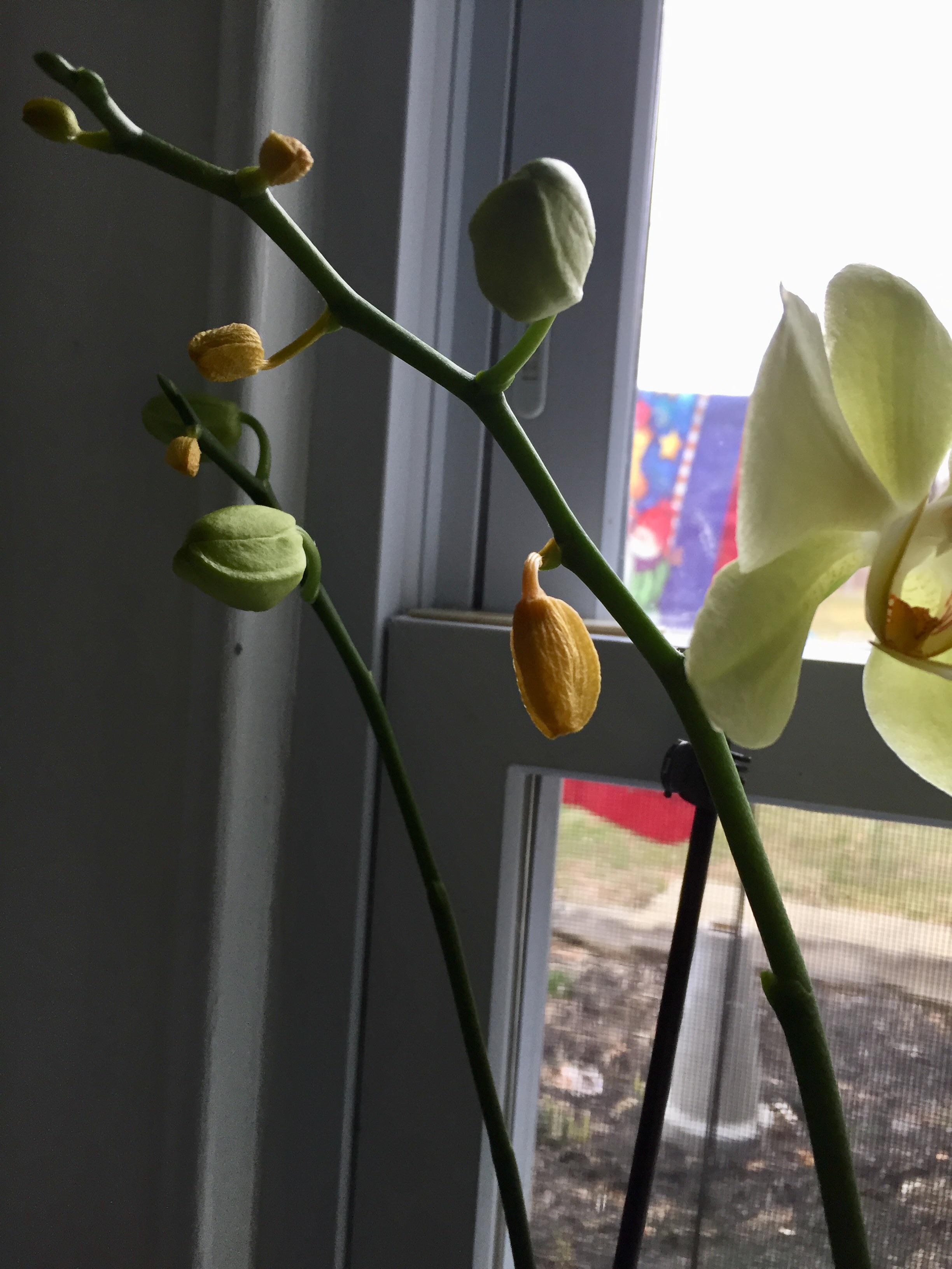 What’s happening here? My buds are shriveling up. Bums me out. r/orchids