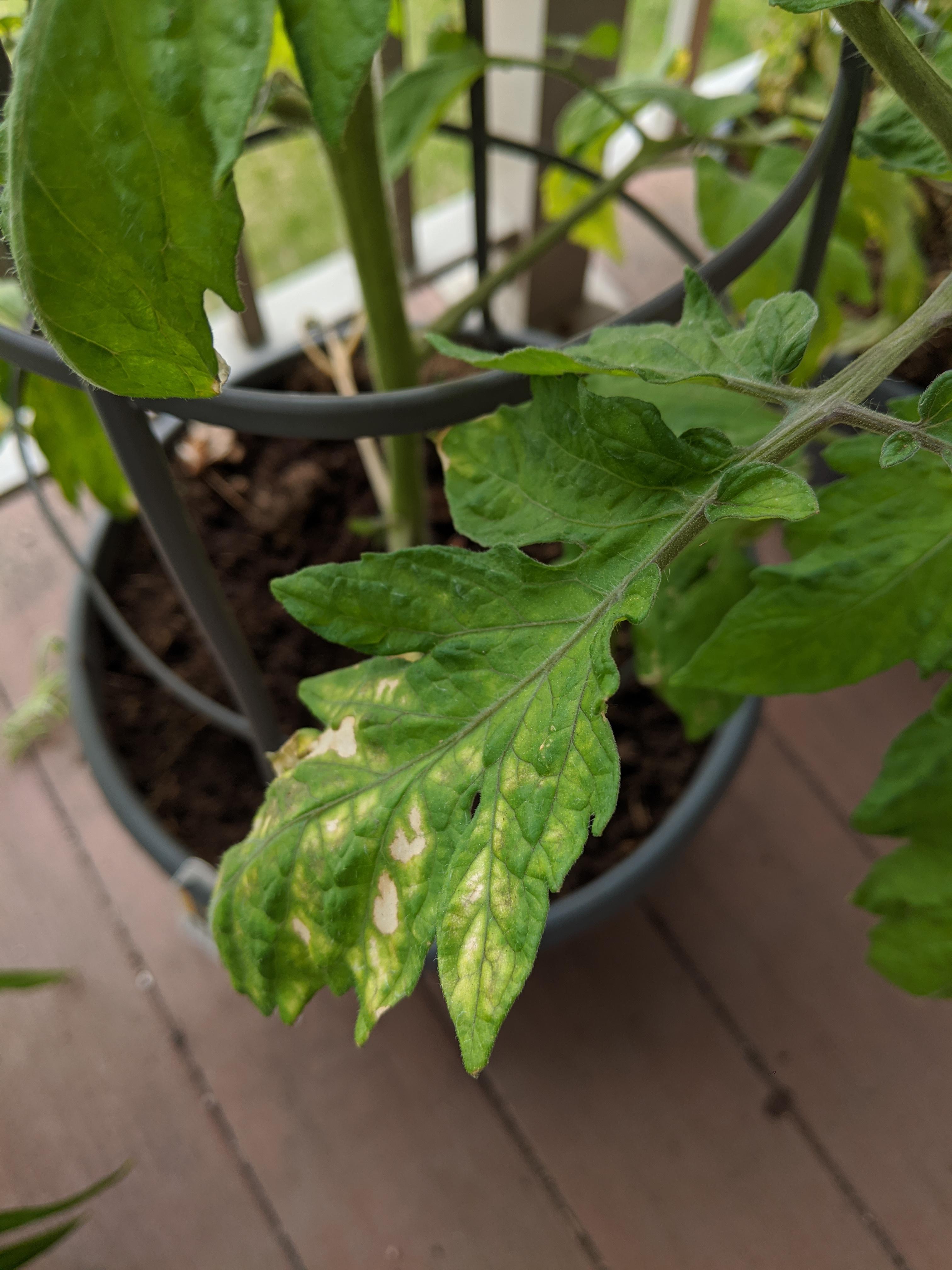 Tomatoes from Costco having problems r/plantclinic