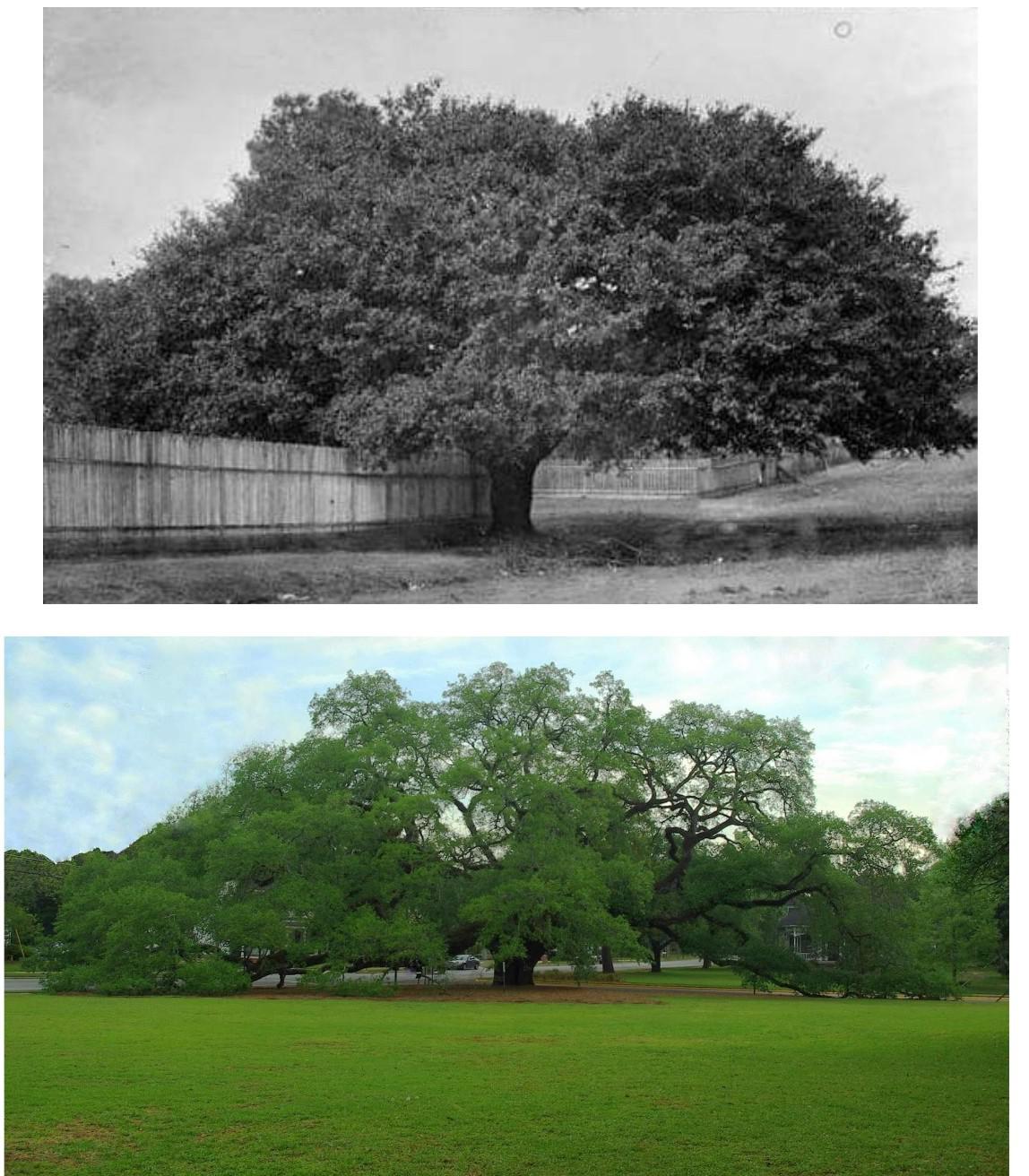 The Big Oak; Thomasville, Ga (1895/2020) r/OldPhotosInRealLife