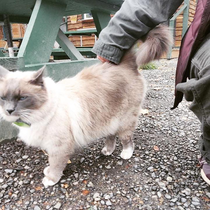 Denali, cat mayor of Talkeetna, Alaska r/Catswithjobs