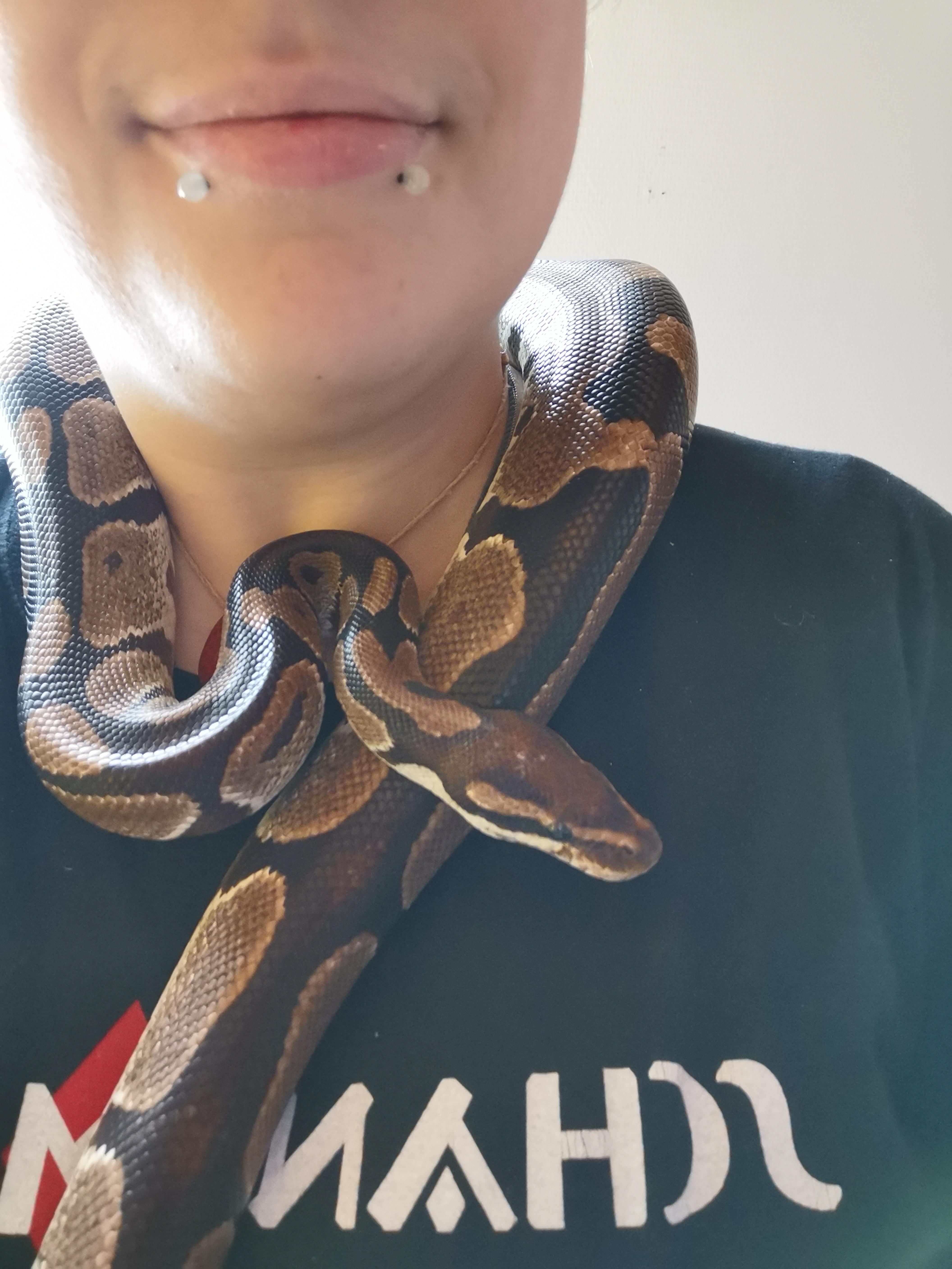 Best scarf ever r/aww
