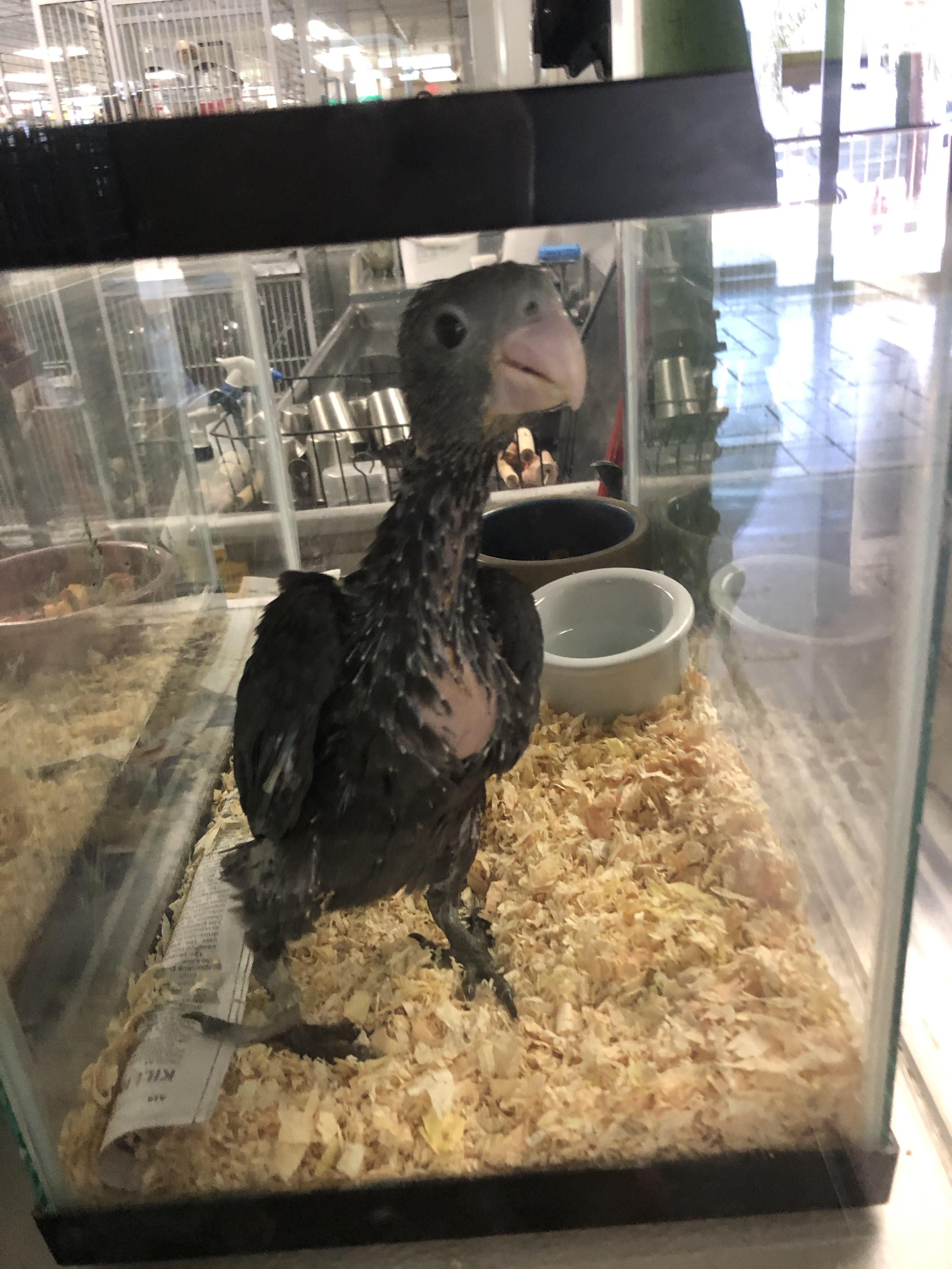 Does anyone know what type of baby bird this is? In a bird store in San