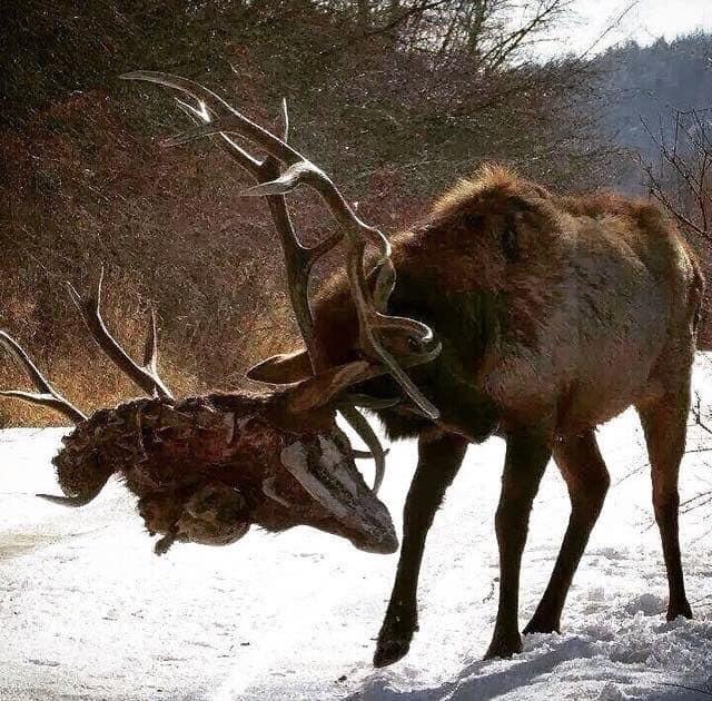Elk locked horns with another elk r/natureismetal