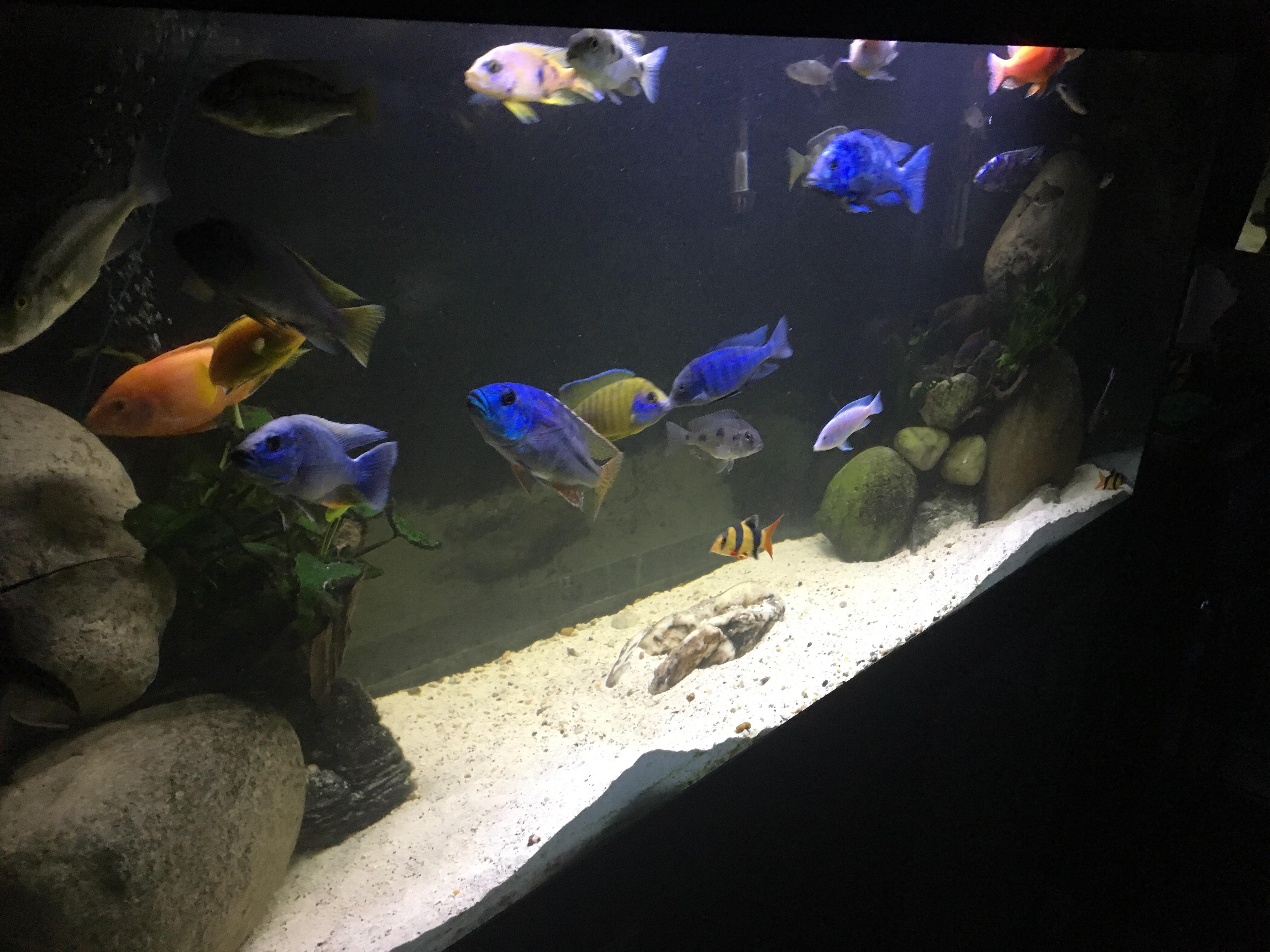 125 gallon Mixed Malawi Cichlid tank r/Cichlid