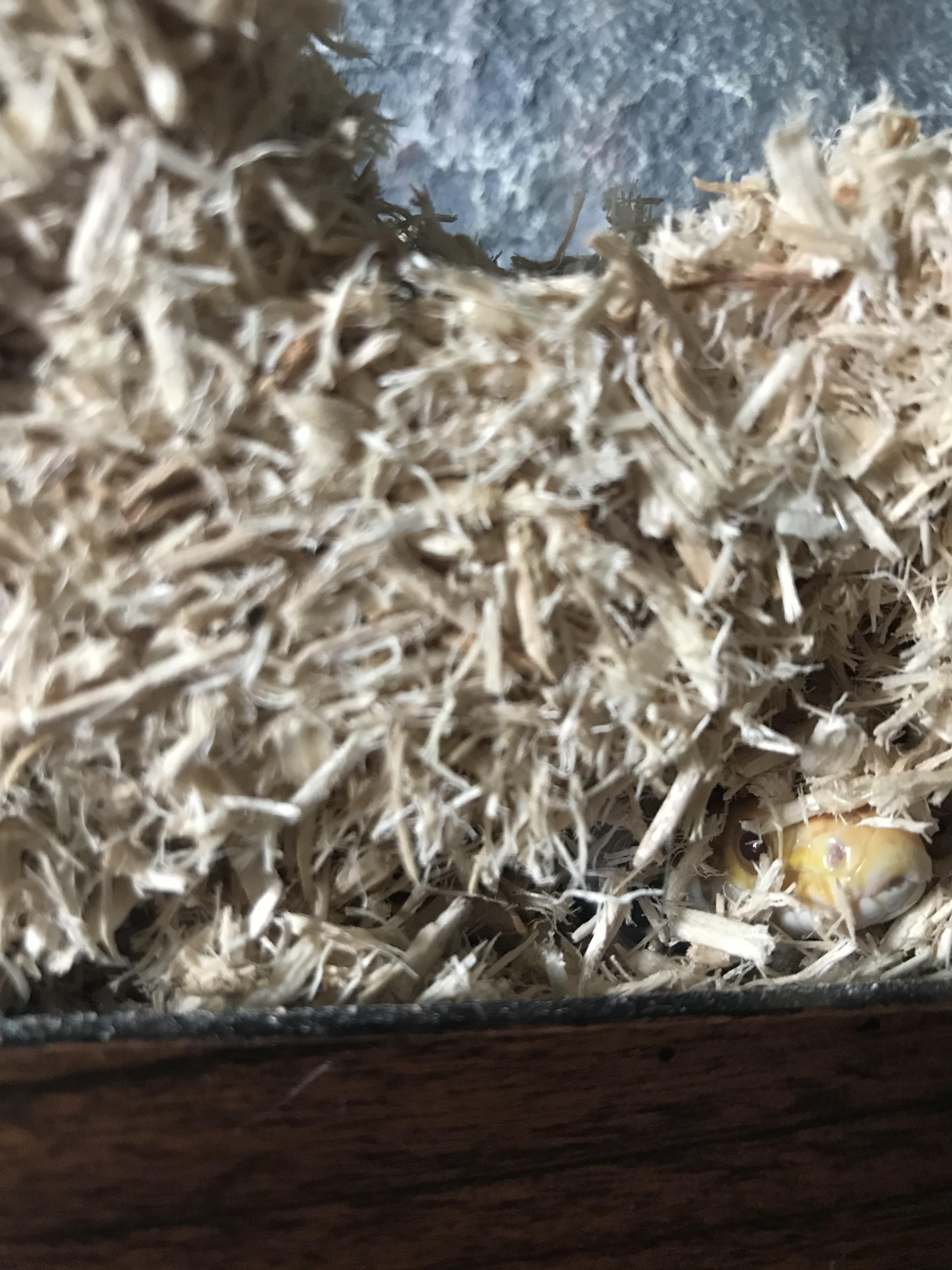 She’s spying r/snakes