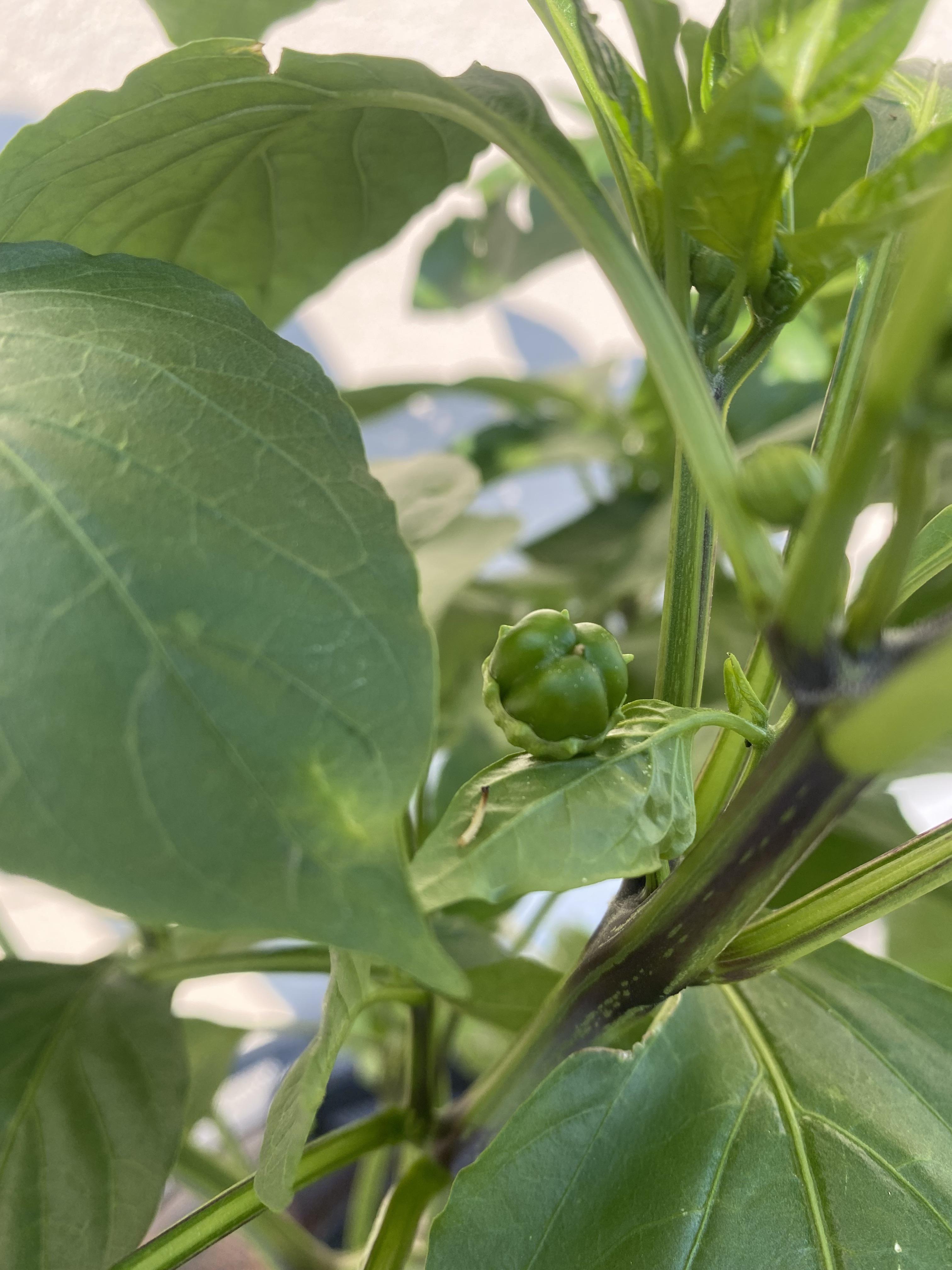 Bell pepper baby. Technically grown both in and outdoors, but mostly inside my apartment. r