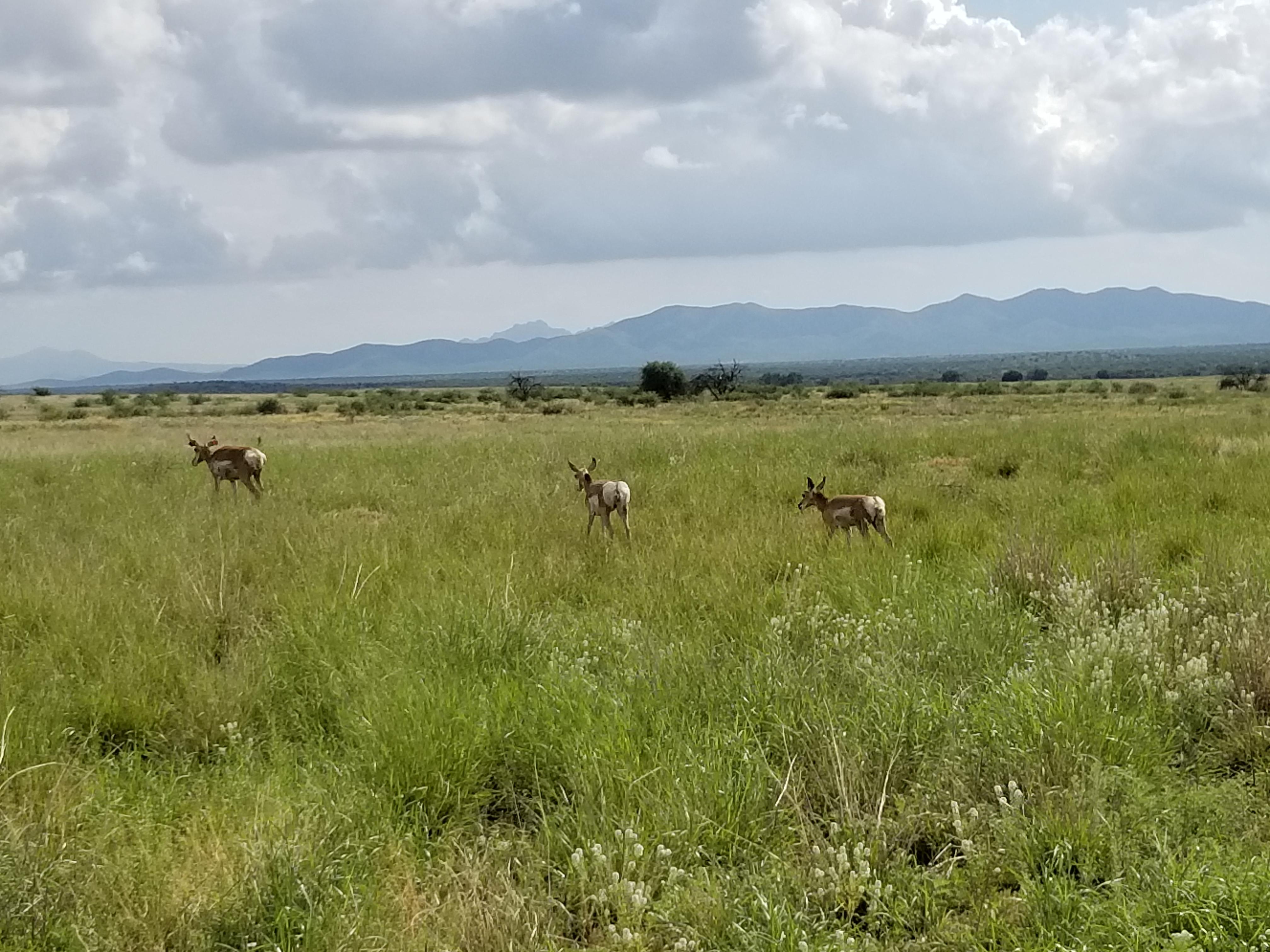 Antelope meandering instead of roaming.... r/Tucson