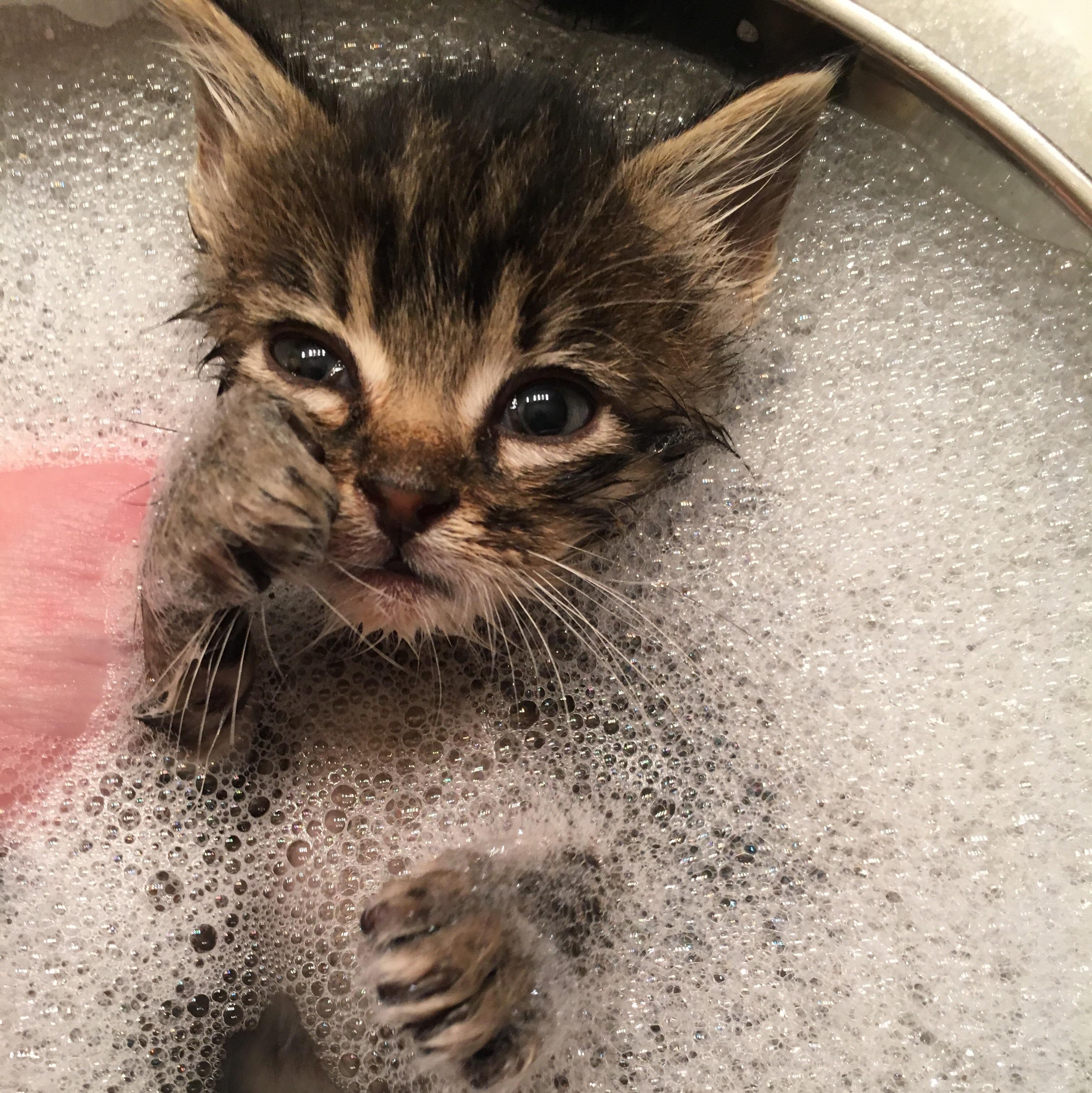 Enjoying a nice, warm bubble bath r/kittens