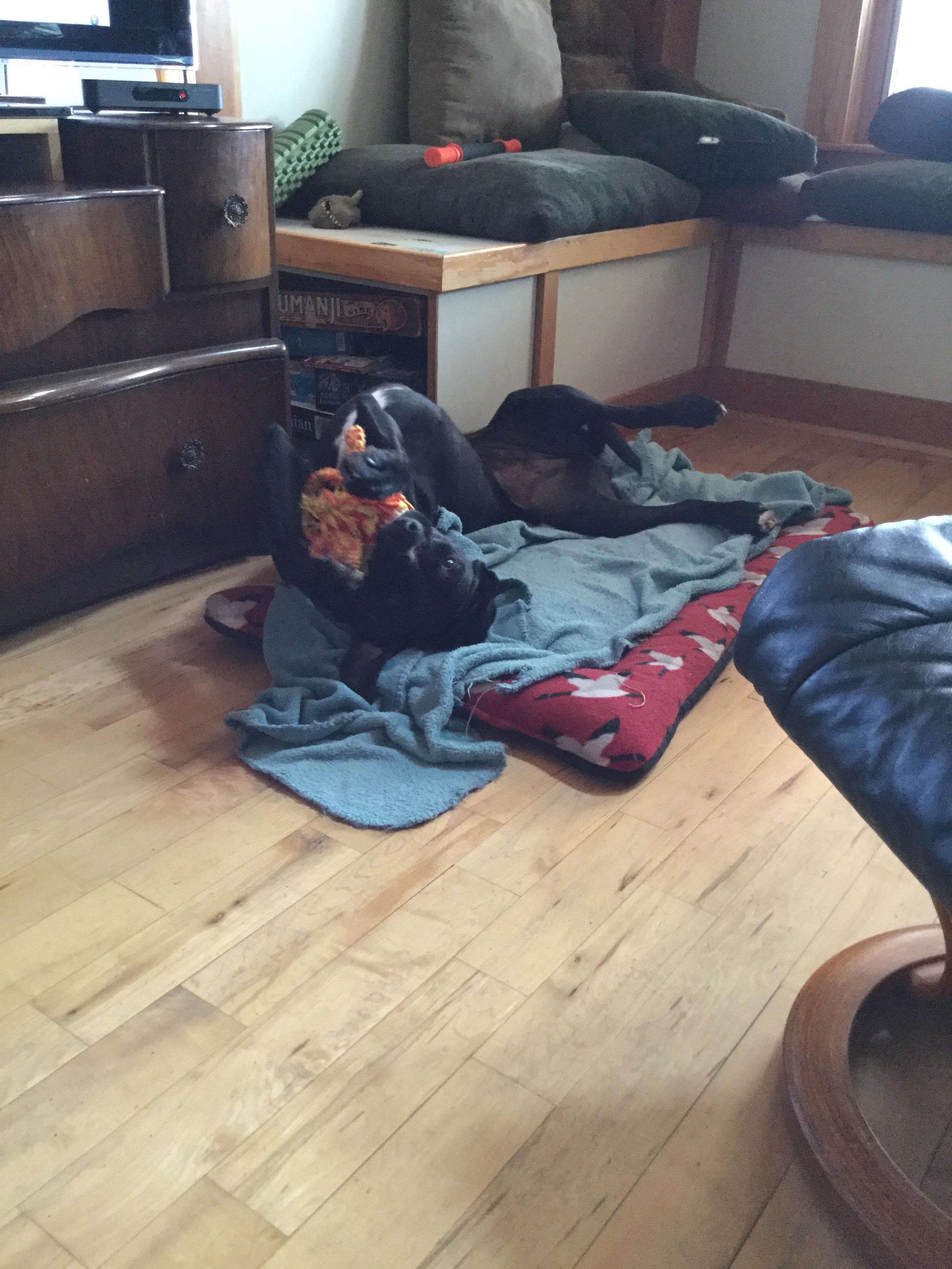 Piper the dog, playing with her Christmas present r/Eyebleach