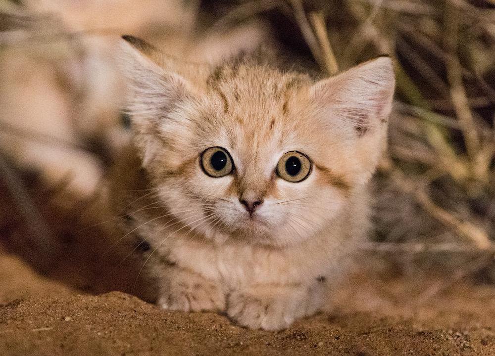 The sand cat (Felis margarita), also known as the sand dune cat, is a