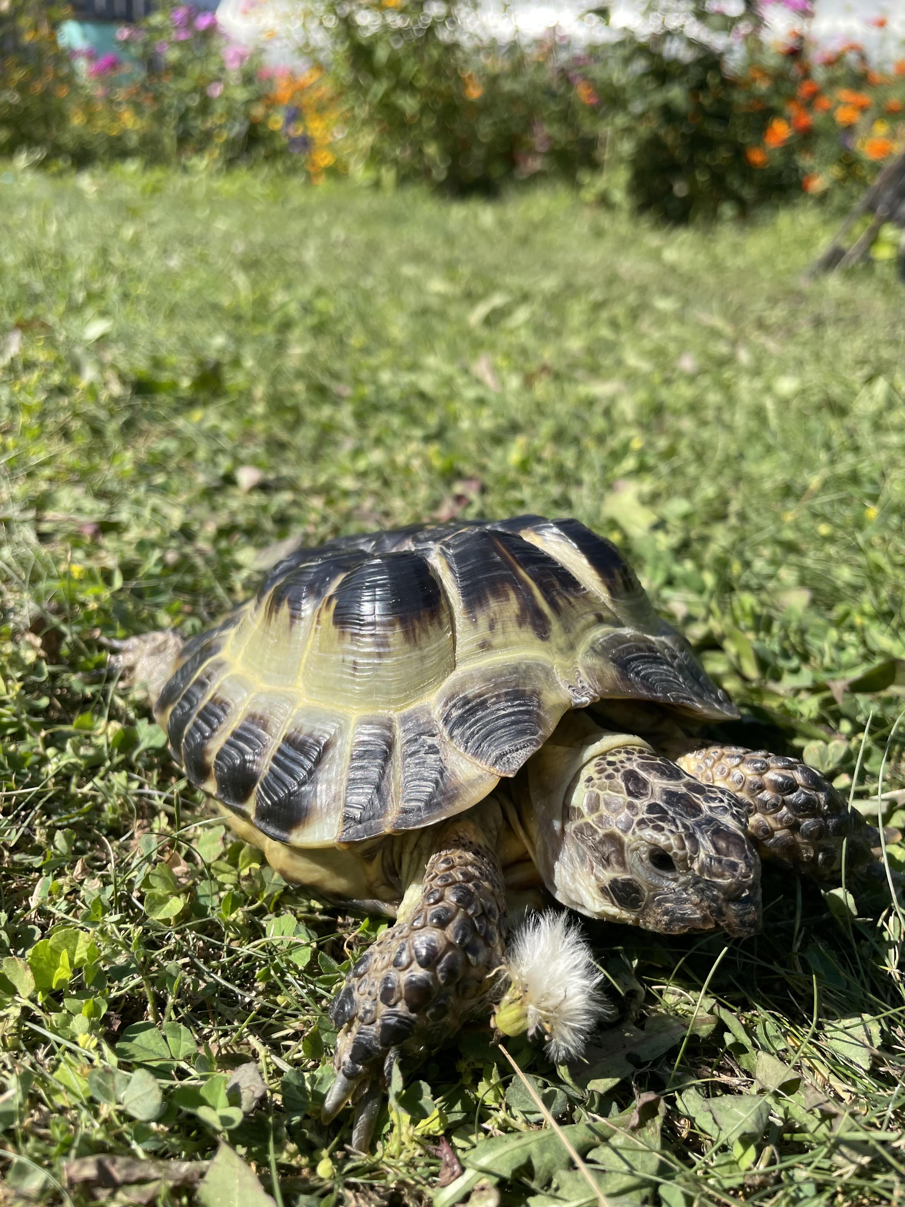 summer mood of my turtle, Matilda r/turtle