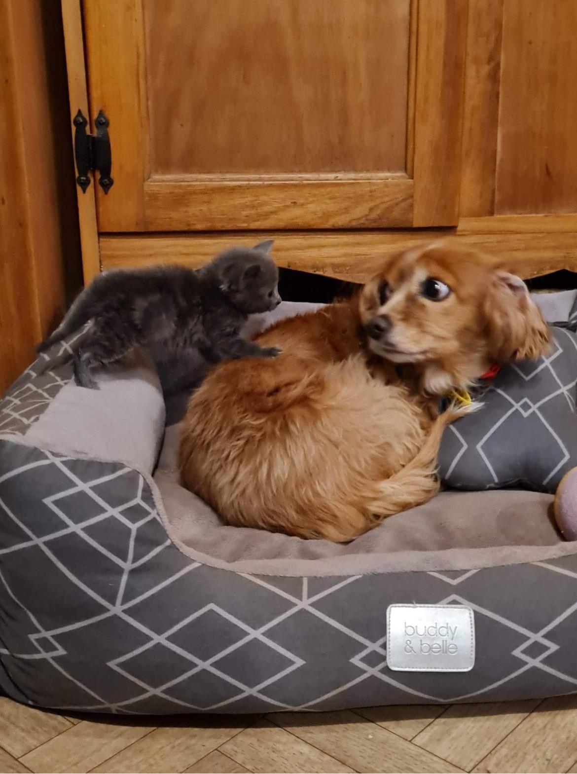 Dog scared of cat r/aww