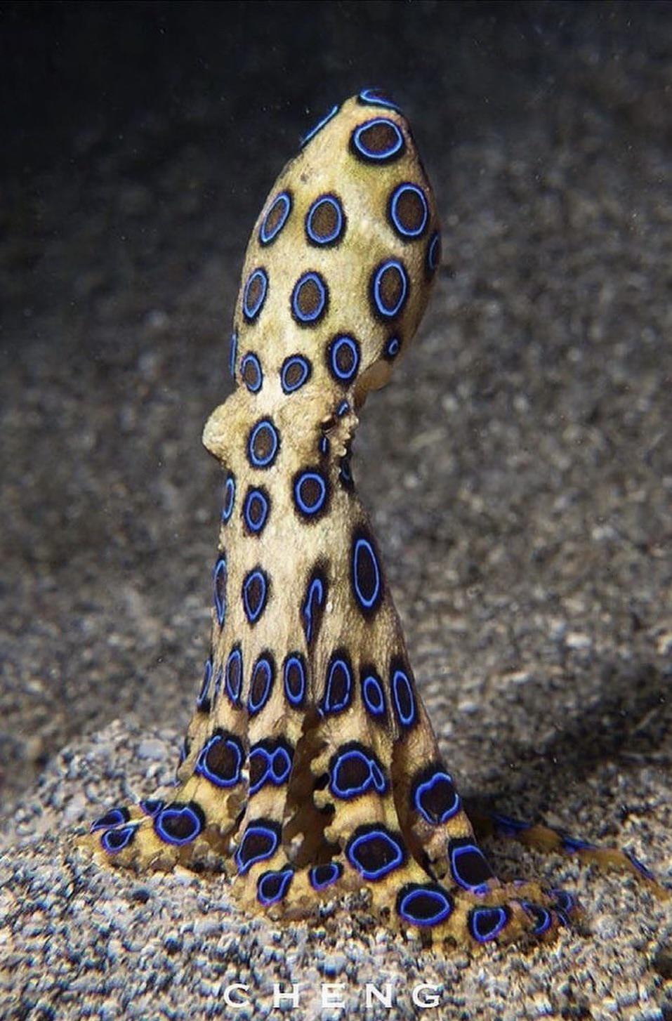 Blue Ringed Octopus Venom