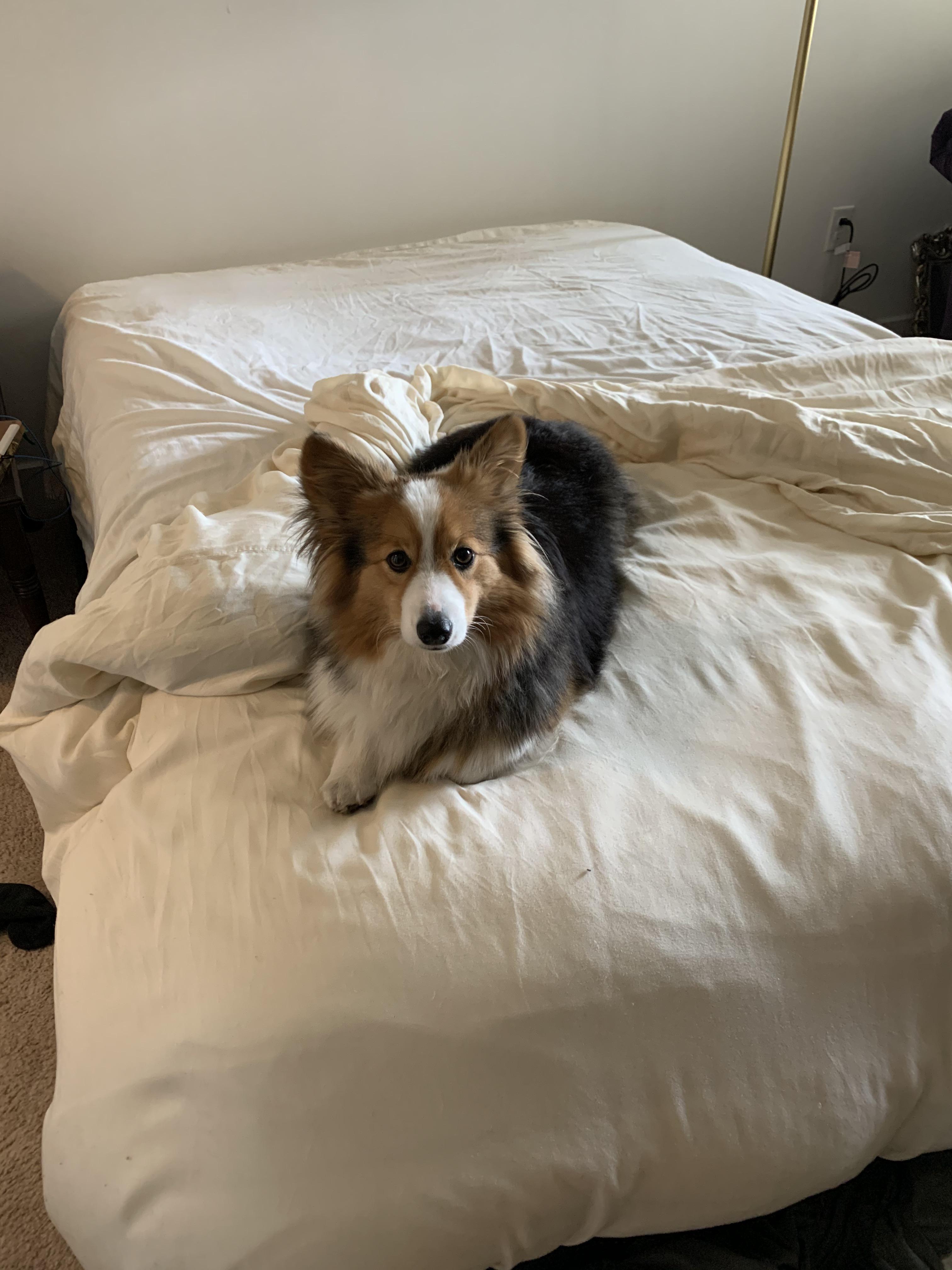 For my next trick, I will try to make the bed while simultaneously