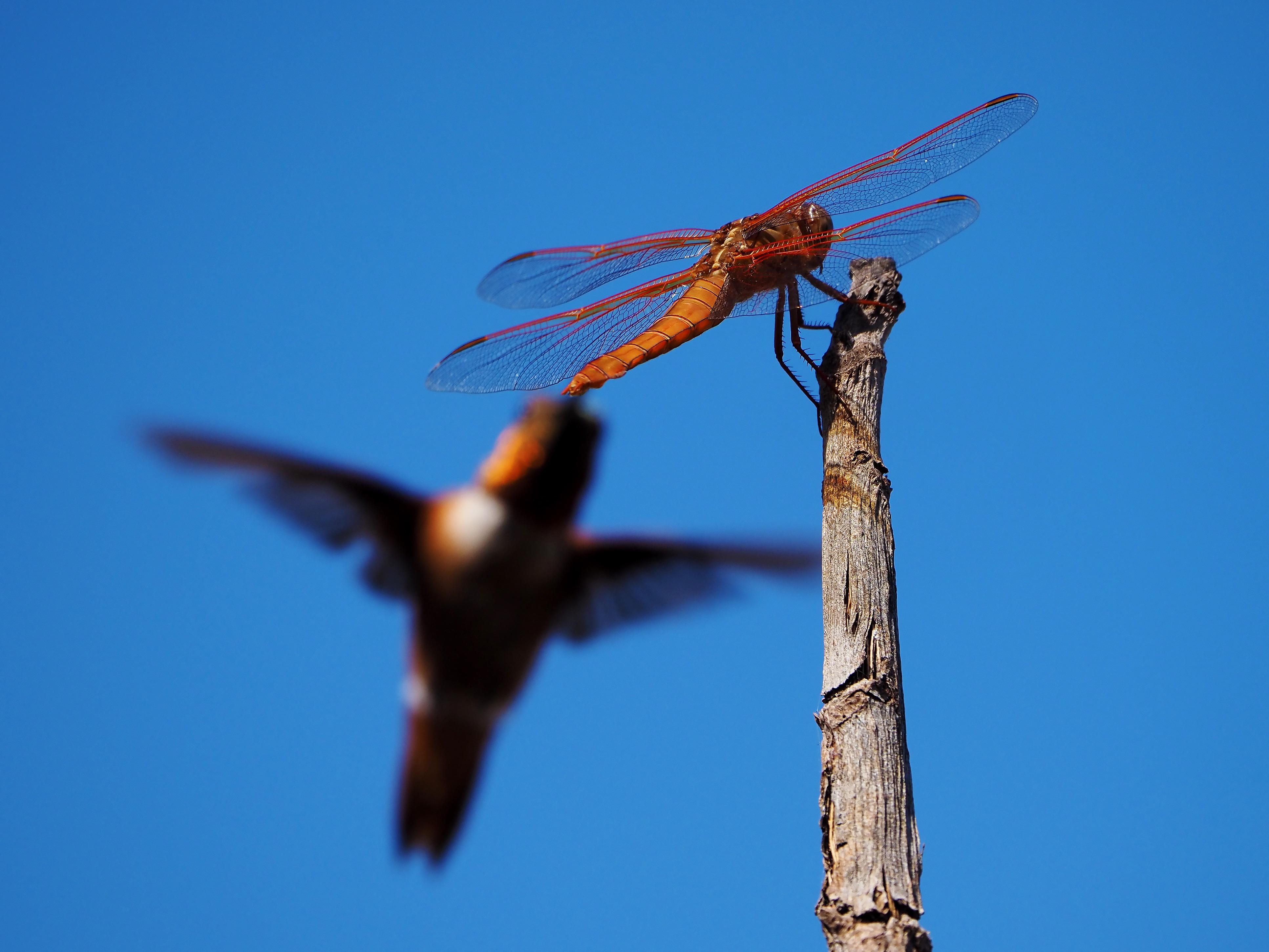 I was taking a photo of a dragonfly when curious hummingbird decided to