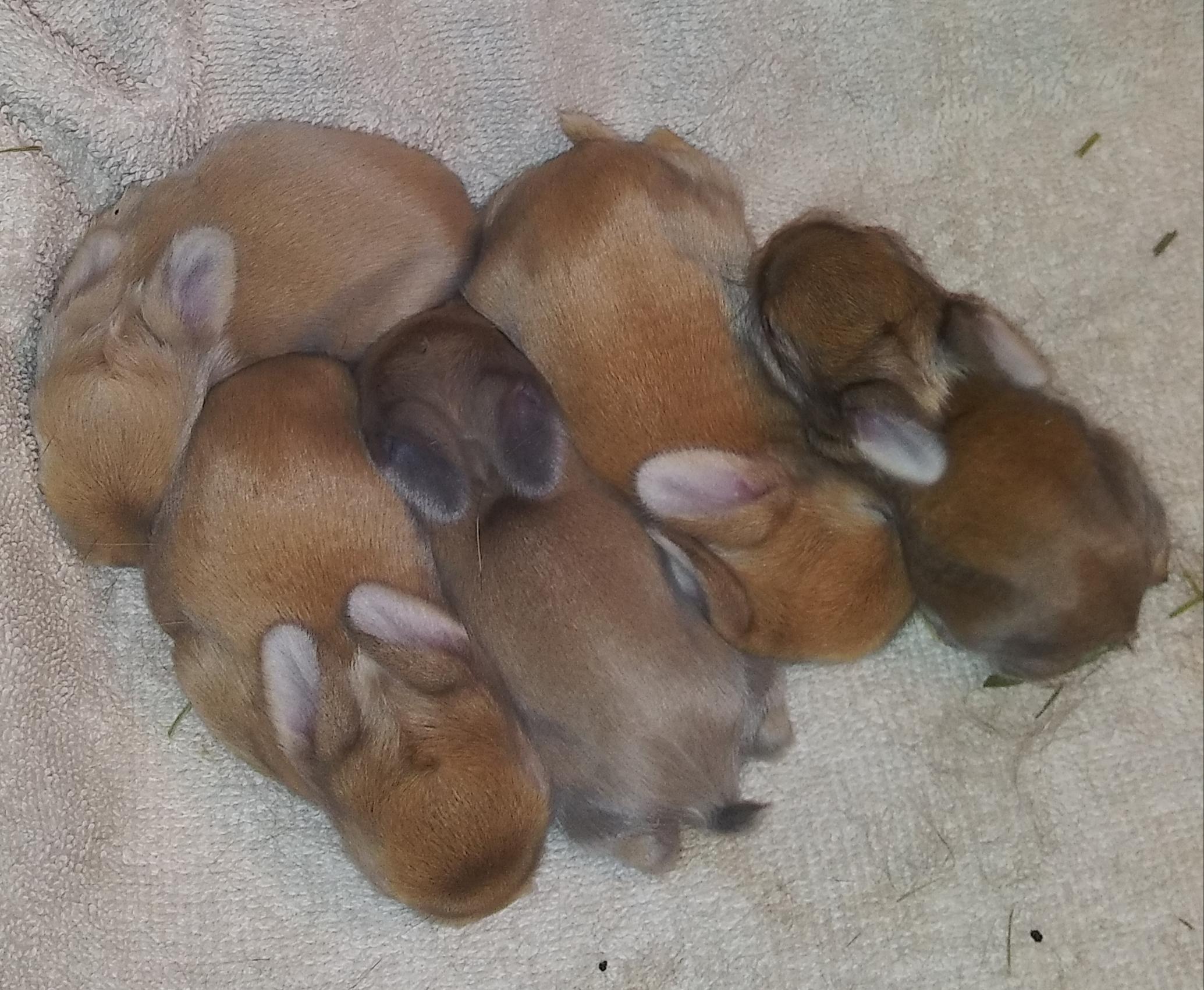 Baby rabbits, 1 week old today! r/Rabbits