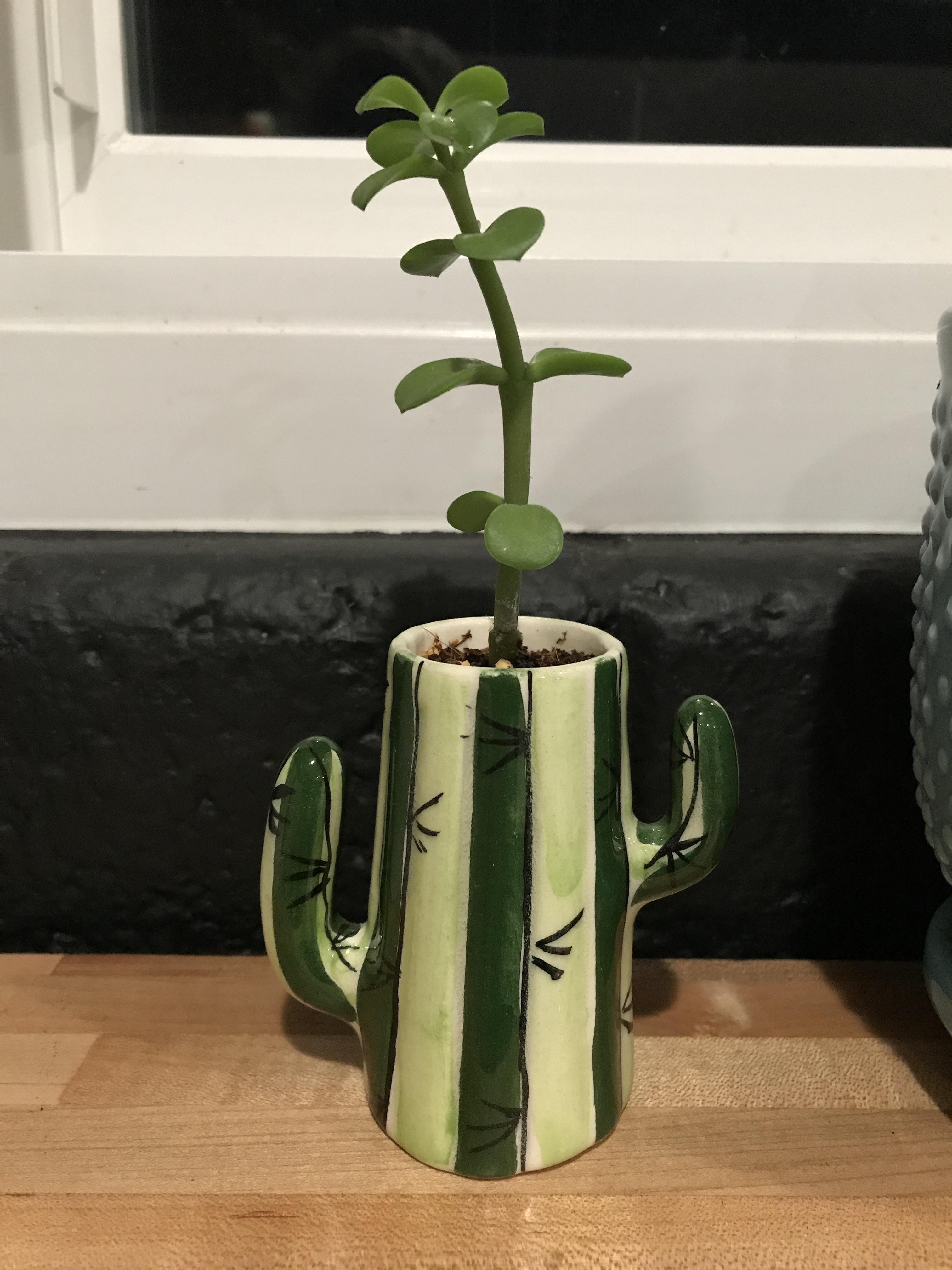 Bought a cactus shot glass at Shot glass at Goodwill today... Makes for