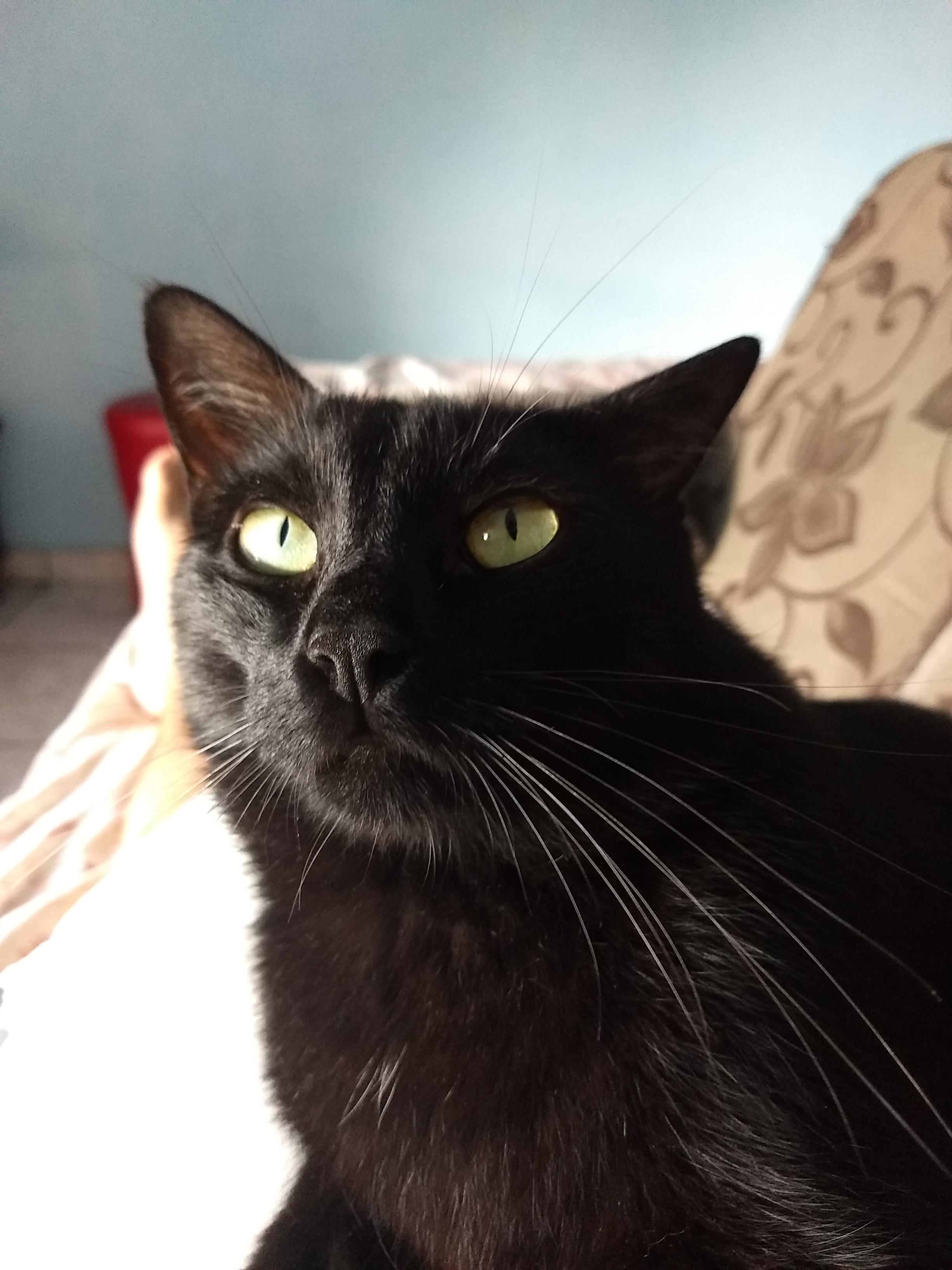 My cat has some of the longest whiskers I've ever seen r/aww