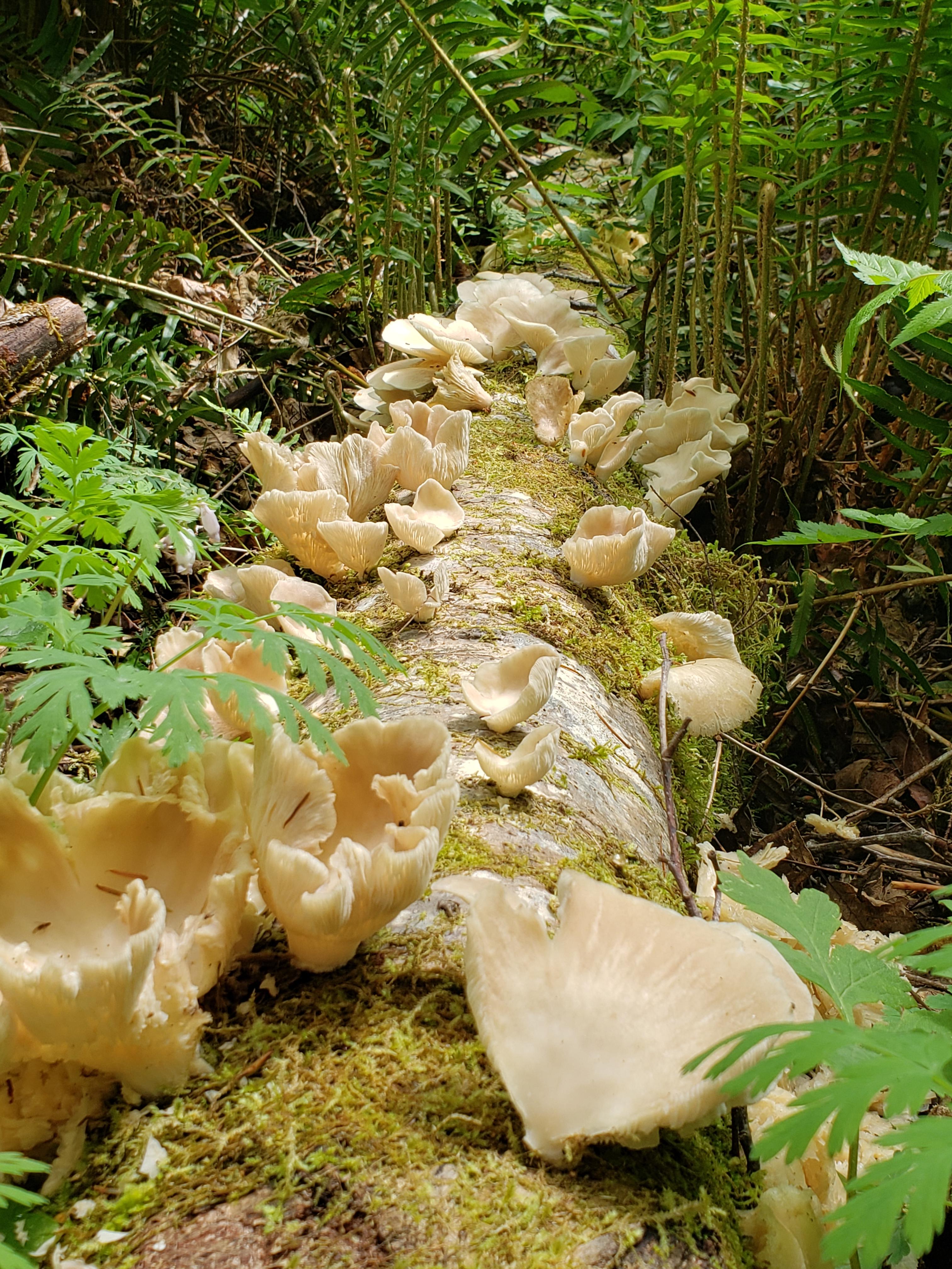 Found quite a few trees of oysters today!! Very exciting! In oregon