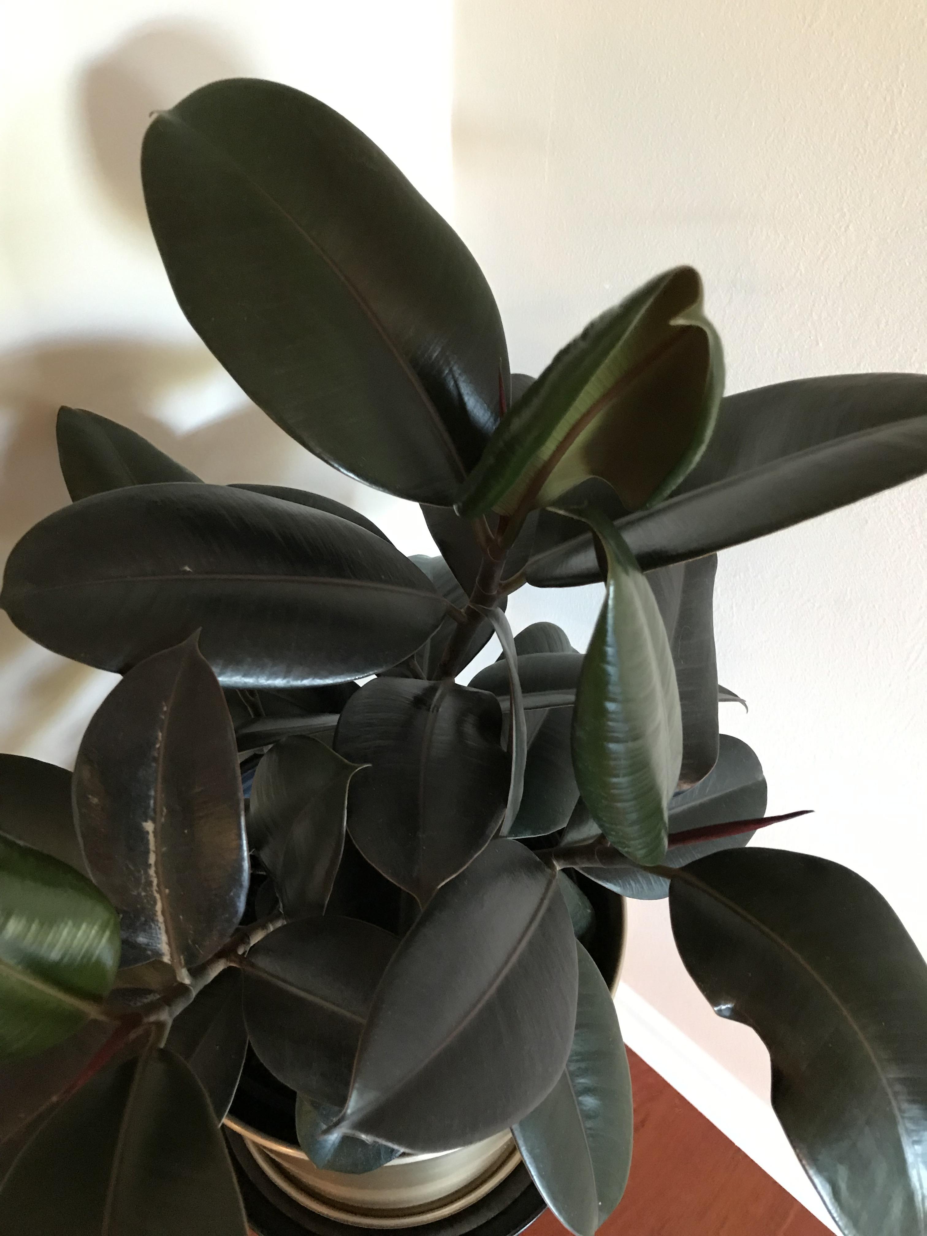 Why are some leaves curling on my rubber plant? The edges are curling