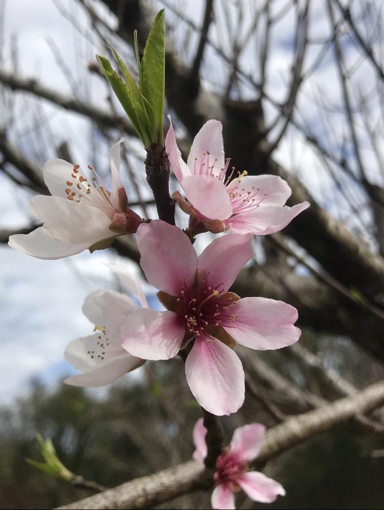 Lowchill peach trees are blooming in FL, here’s to hoping for no more