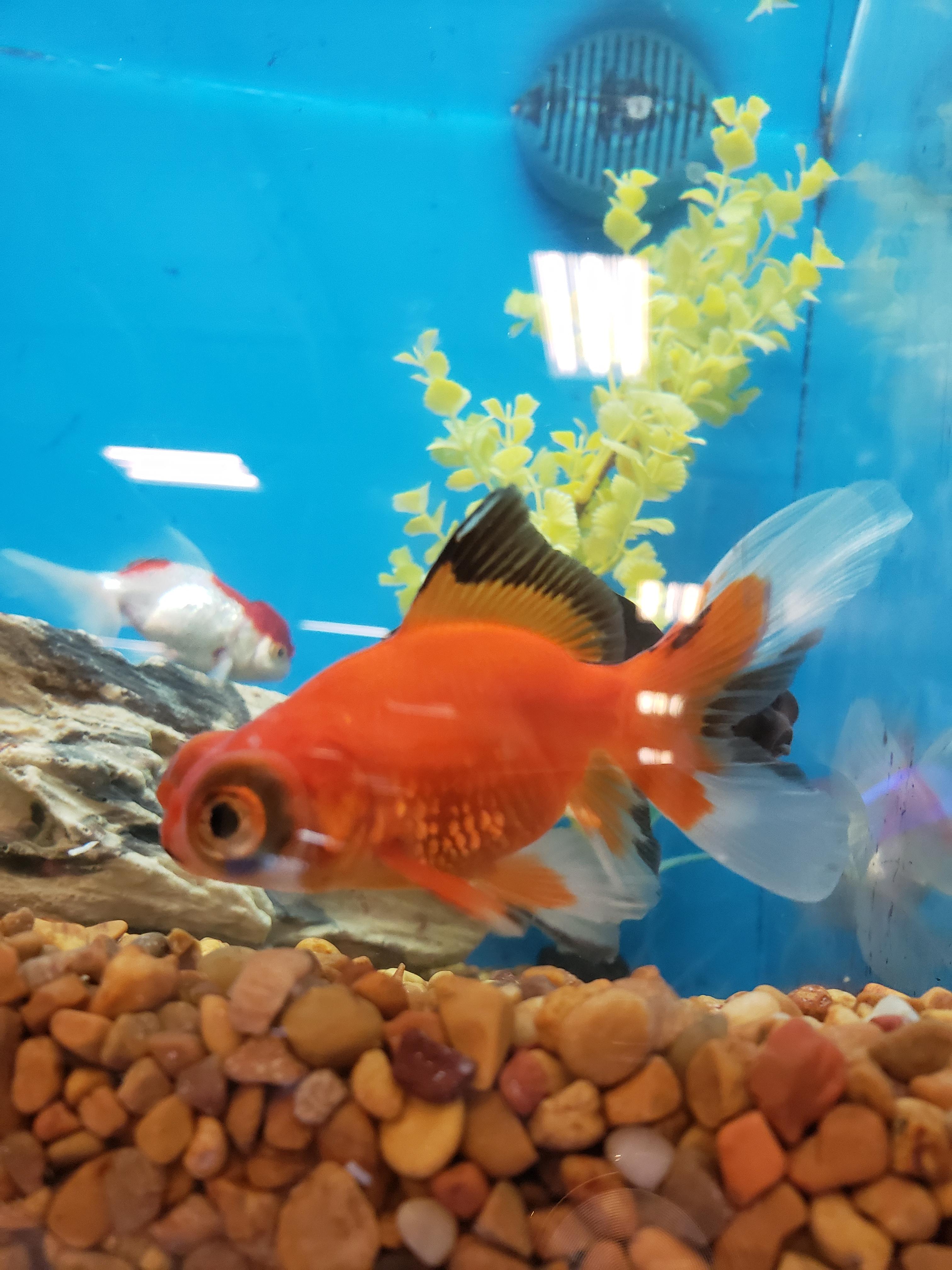 Buying 2 black moors and saw this unique one. r/Aquariums