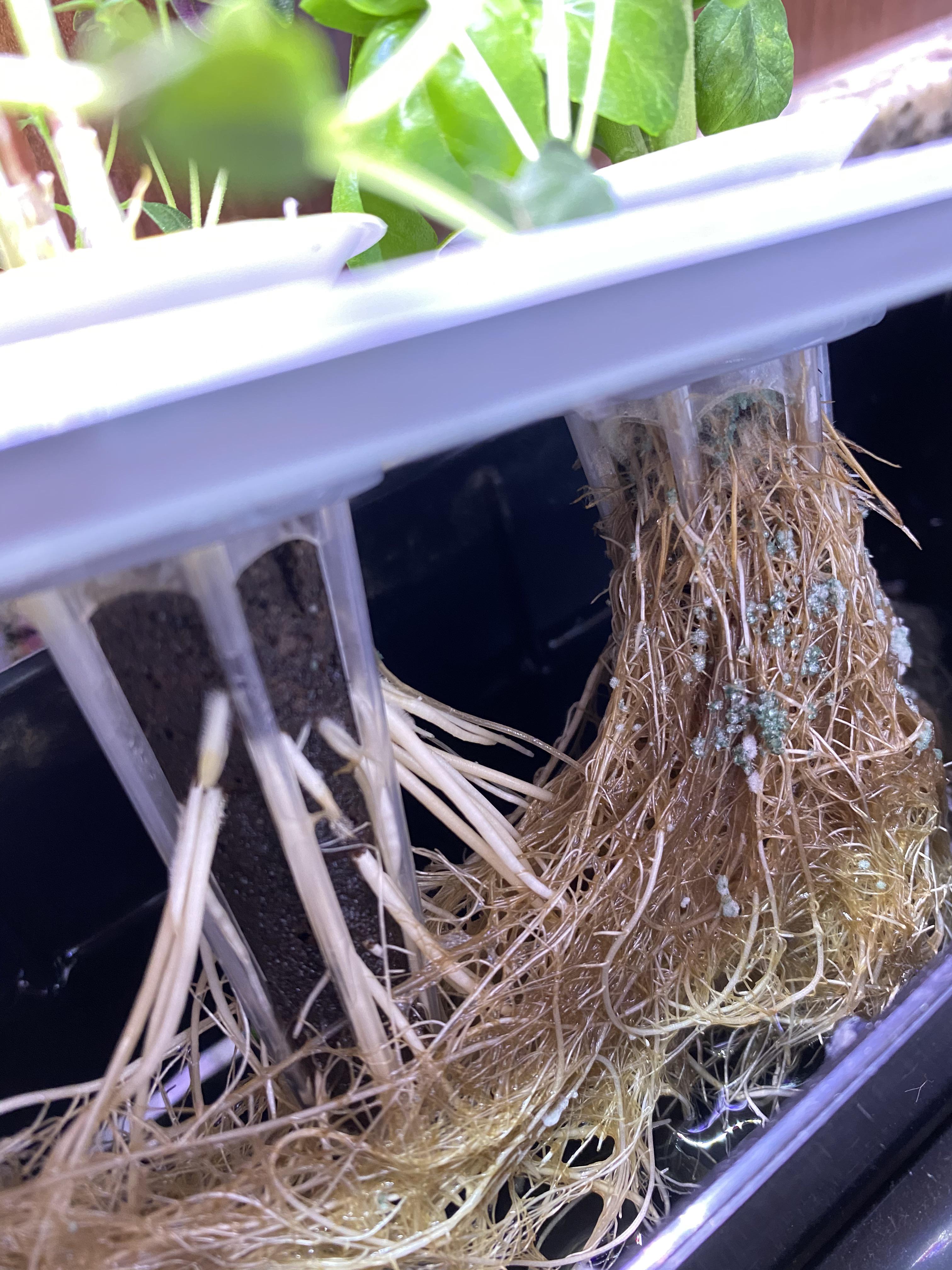 Mold on roots in my aerogarden... I change the water at least every two