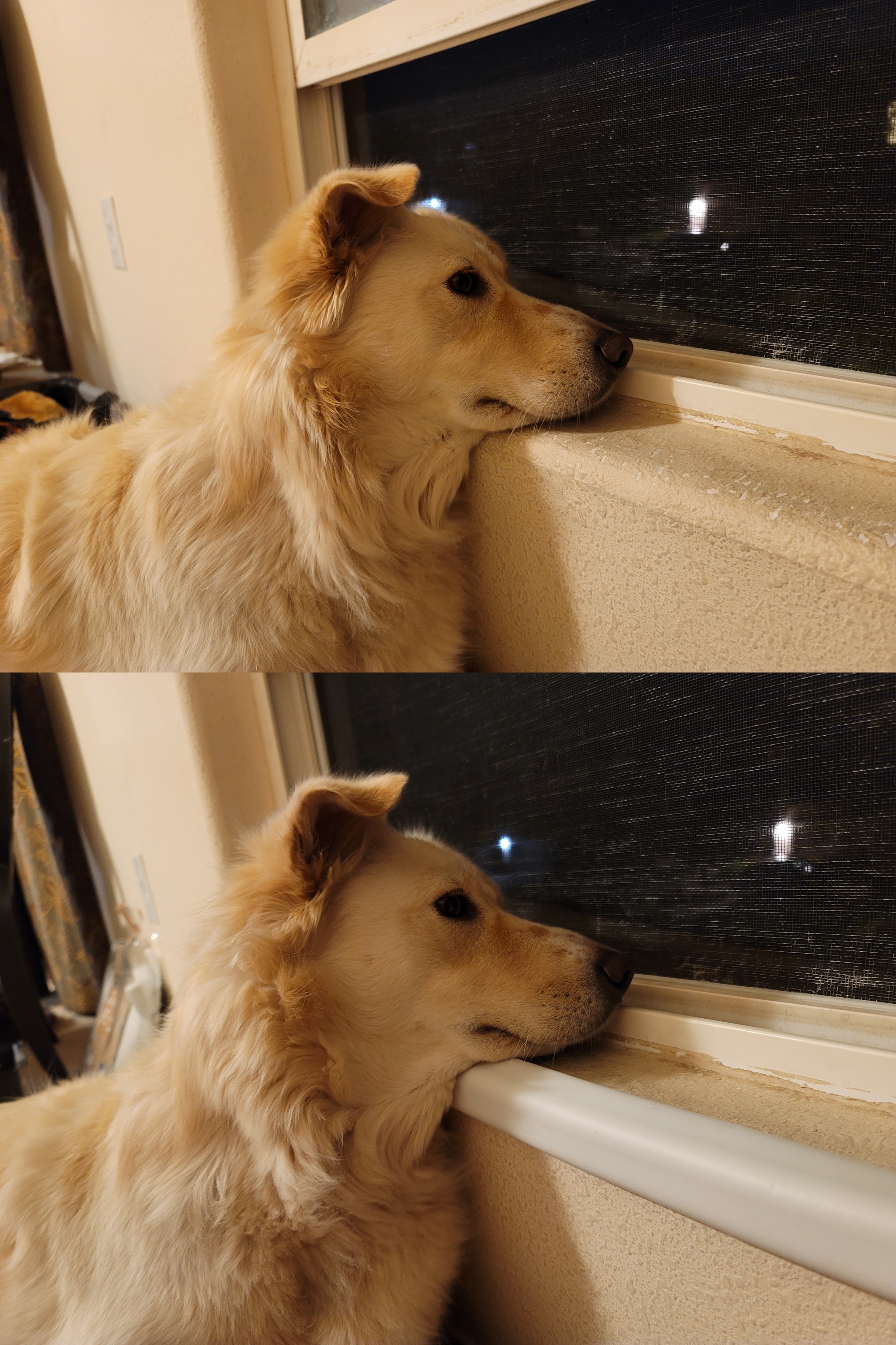 Do Dogs Get High From Sticking Their Head Out The Window