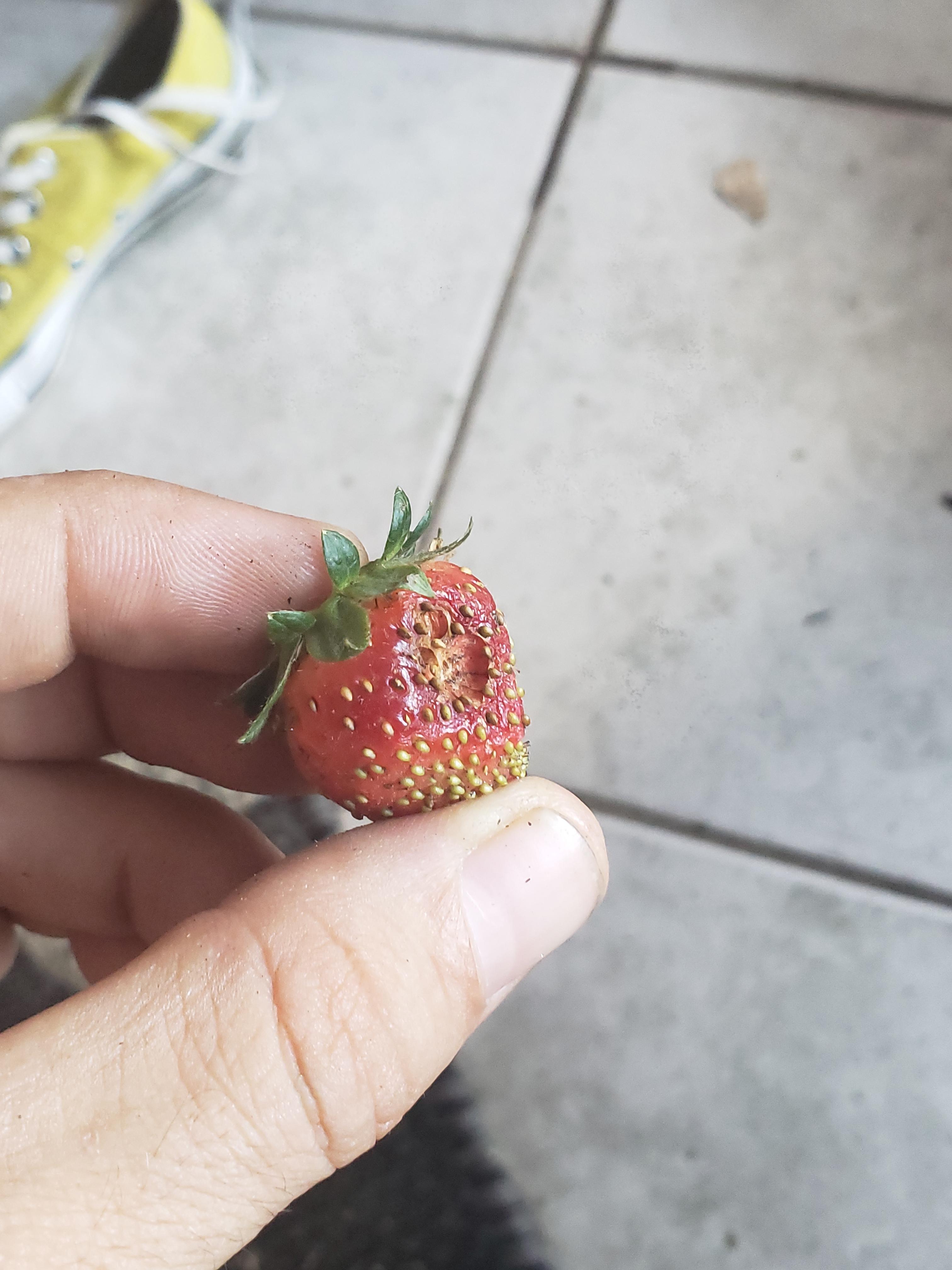 What's eating my strawberries? r/gardening