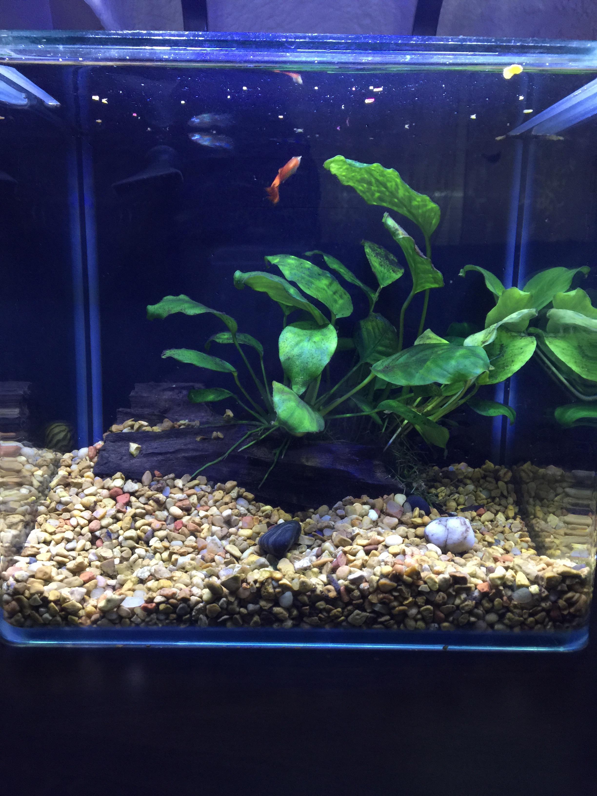 How Many Guppies Can You Have In A 3Gallon Tank? Water World Craze