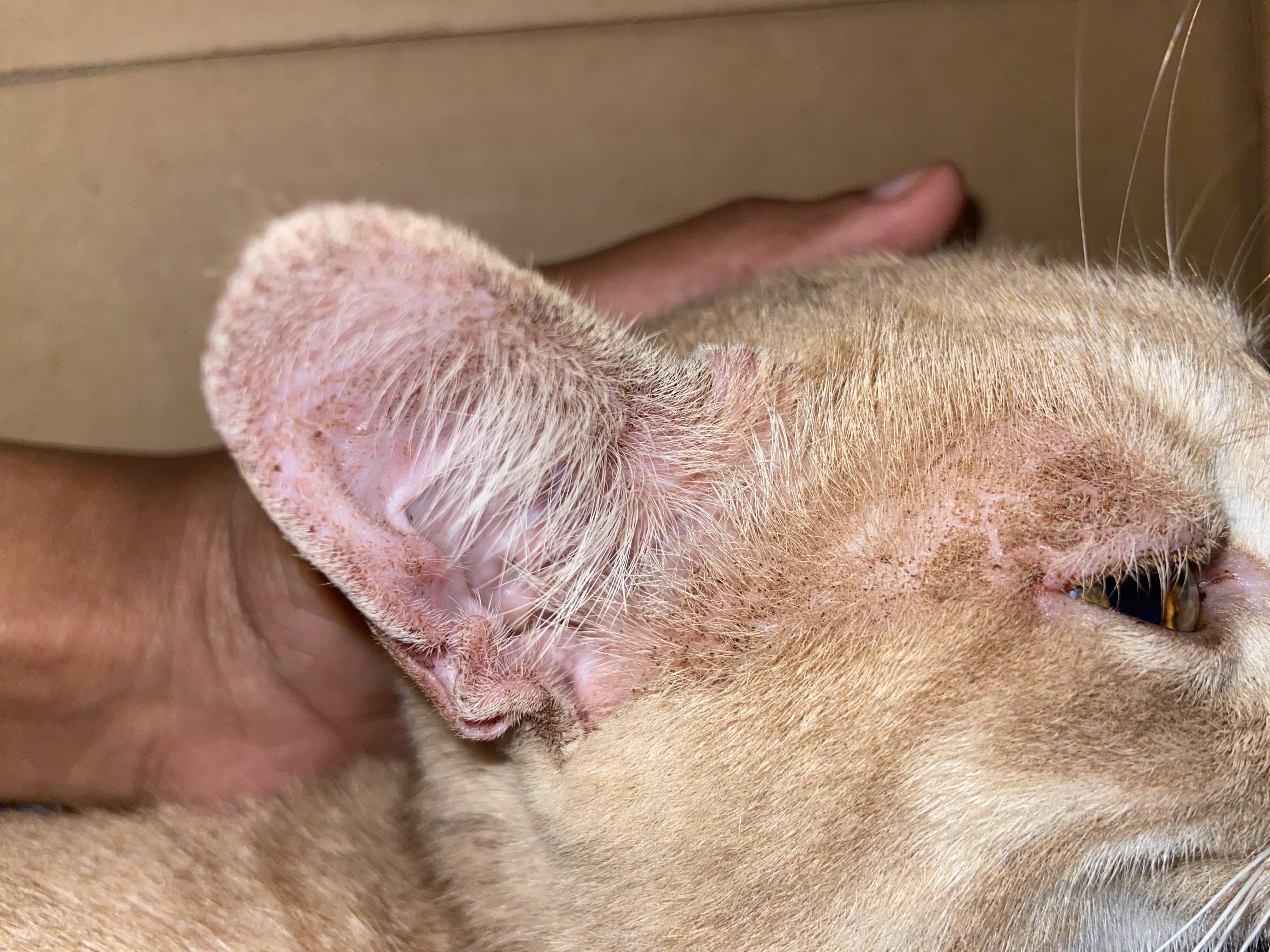 Does anyone know if this could be mange? I have applied a spot on