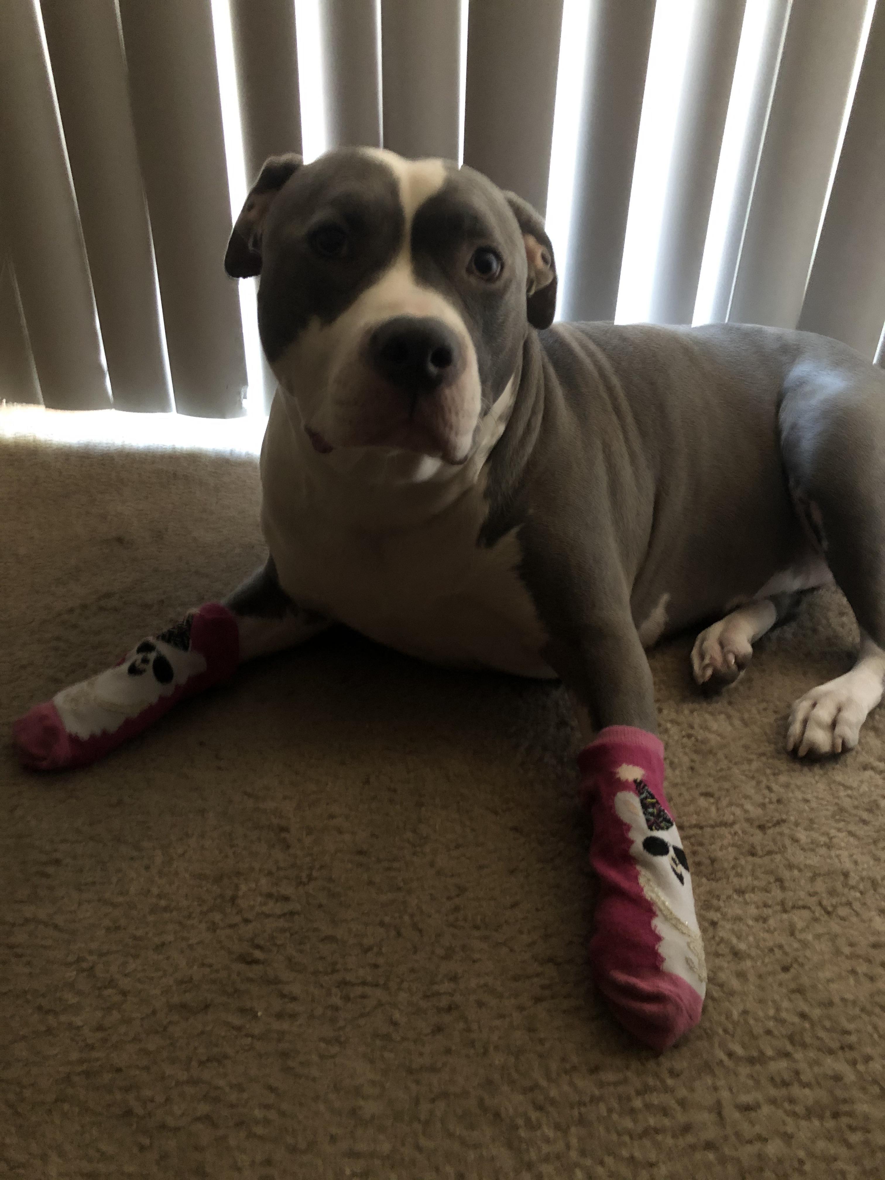 Doggo does not like her socks (allergies lead to nibbling toes) r/aww