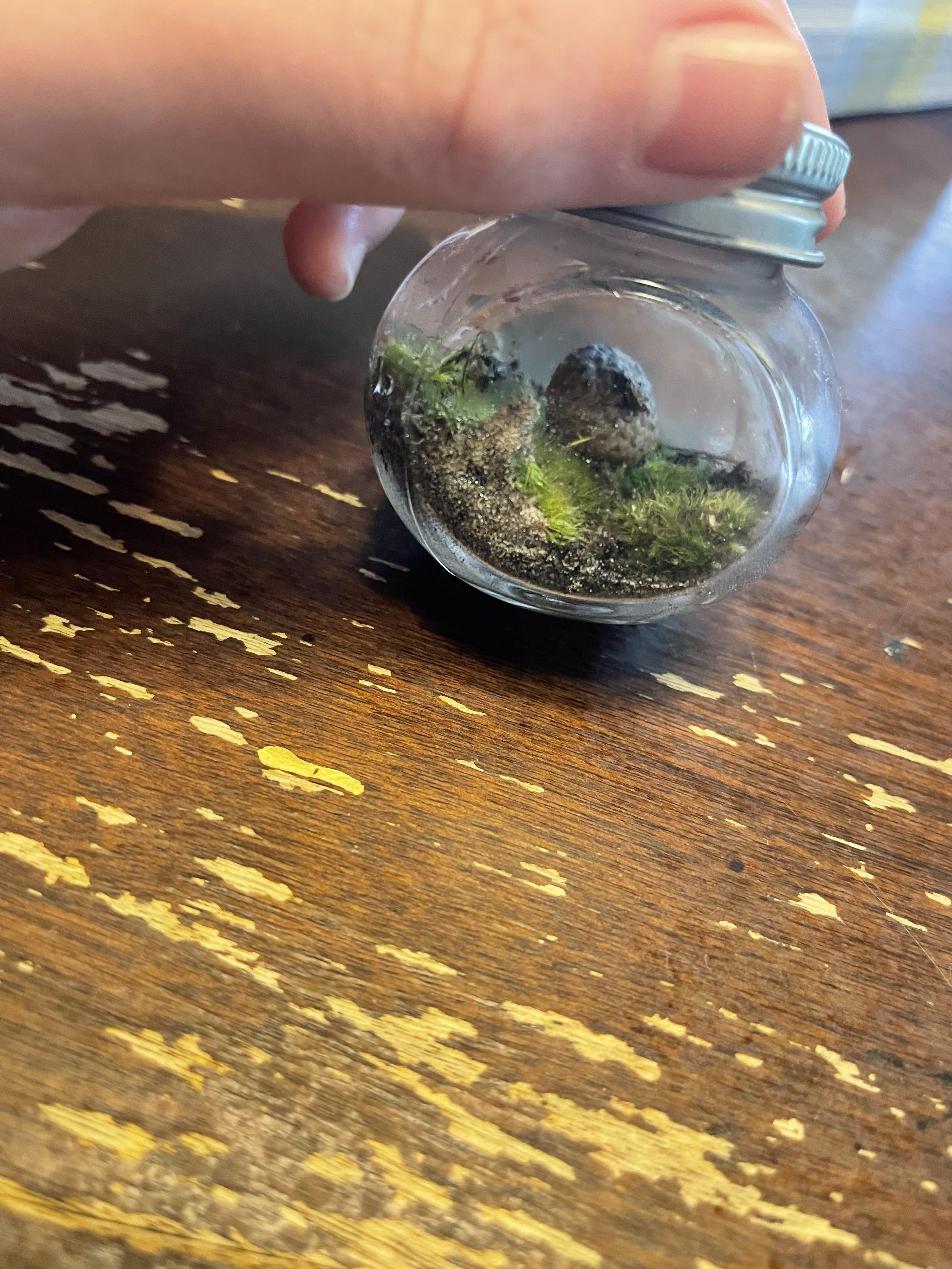 Tiny closed moss terrarium r/terrariums
