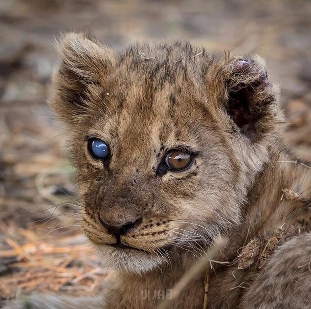 This half blind baby Lion is 🔥🔥🔥🔥🔥 r/NatureIsFuckingLit