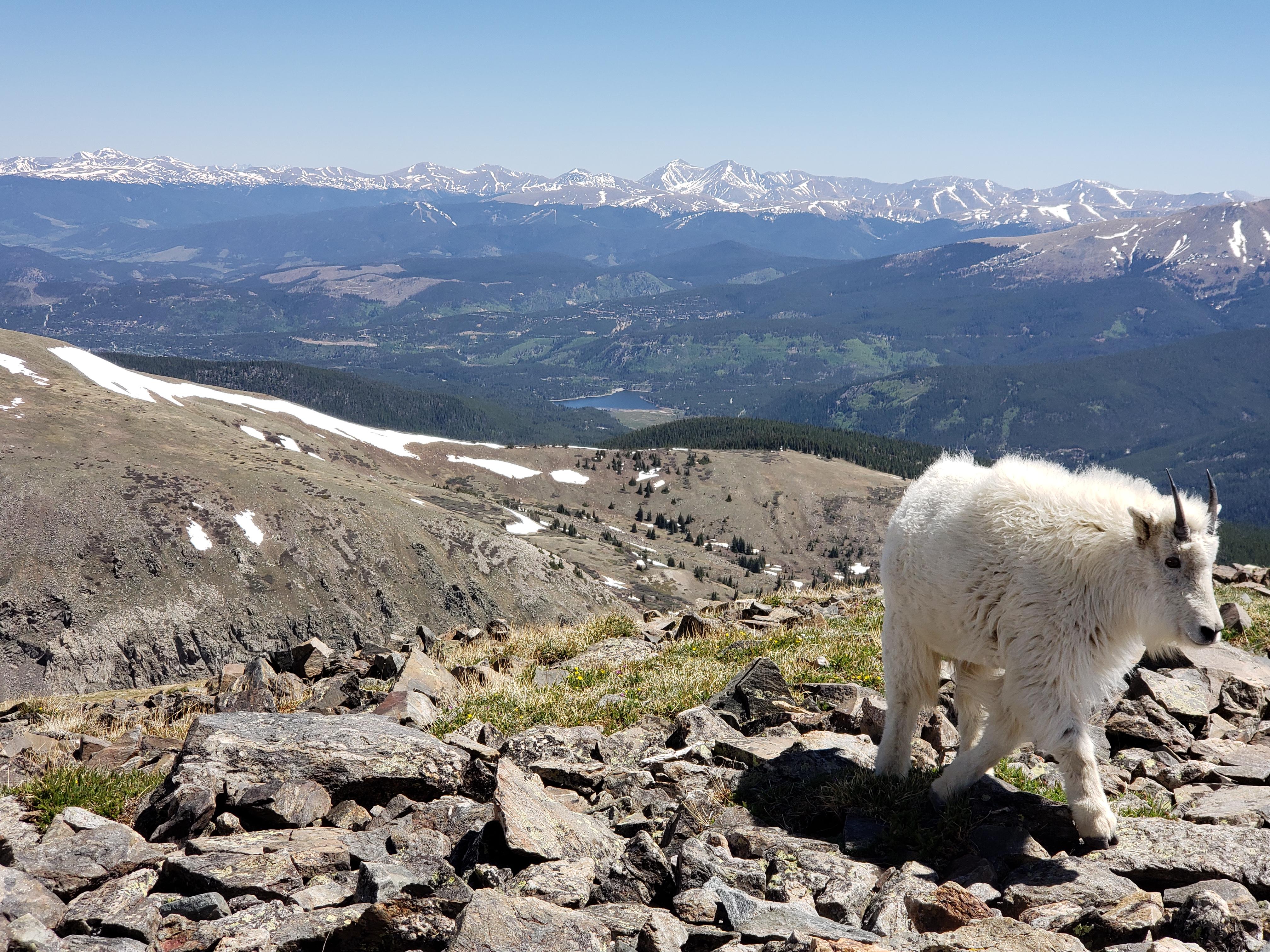 Mountain Goat on Quandary Peak, Breckenridge CO r/hiking