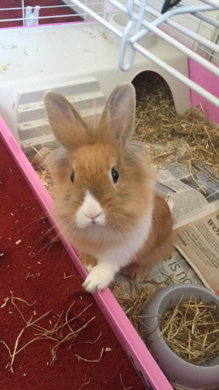 Hi there MTV and to my episode of cribs 🤗 r/Rabbits